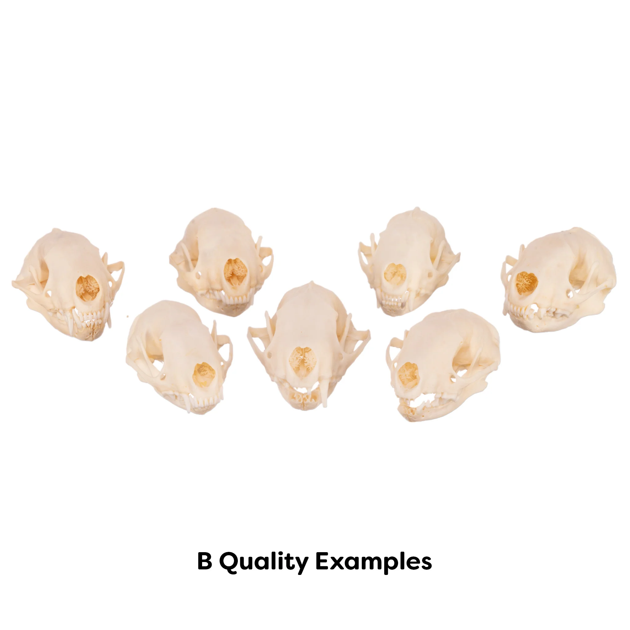 Real Raccoon Skull - Image 7