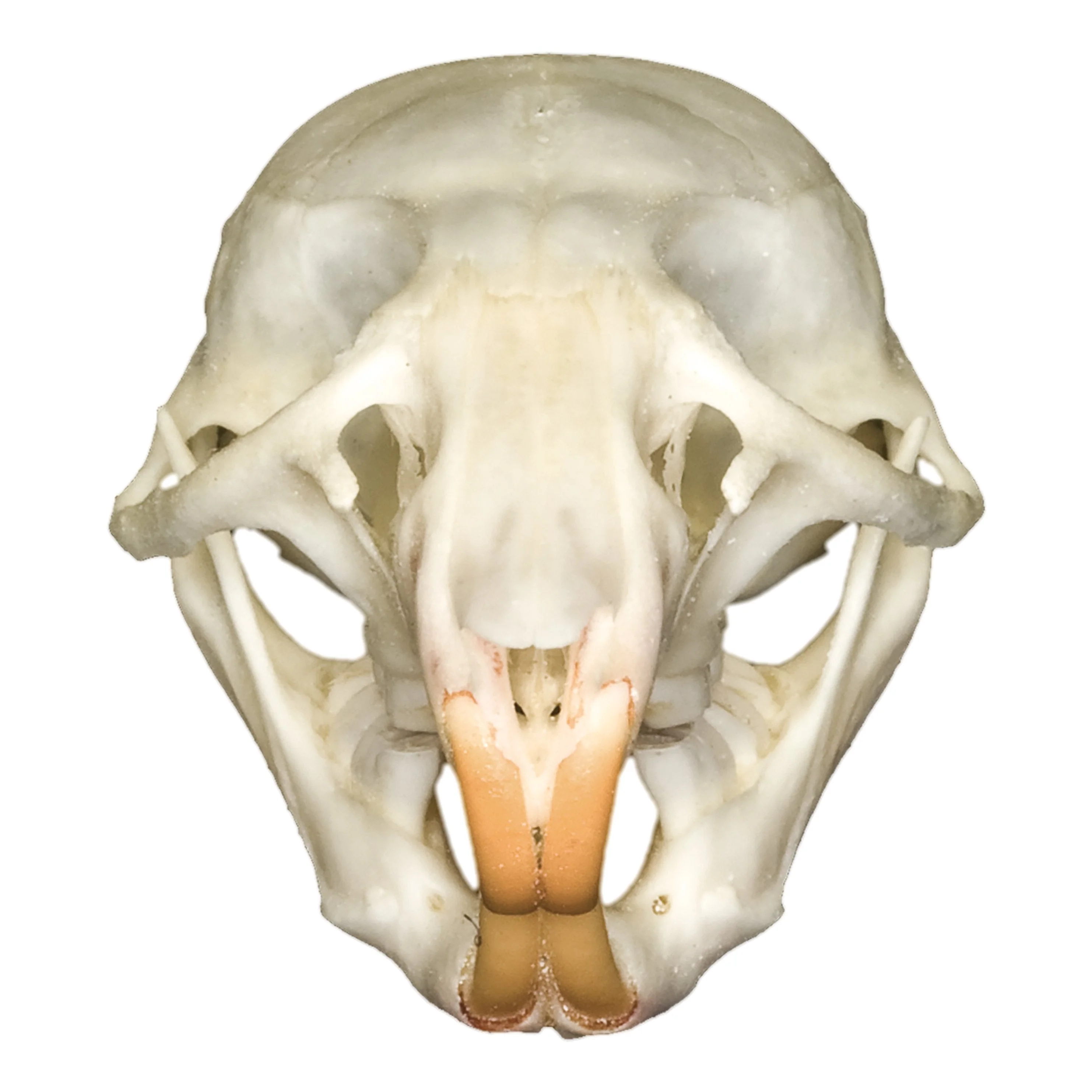 Real Rat Skull - Image 3