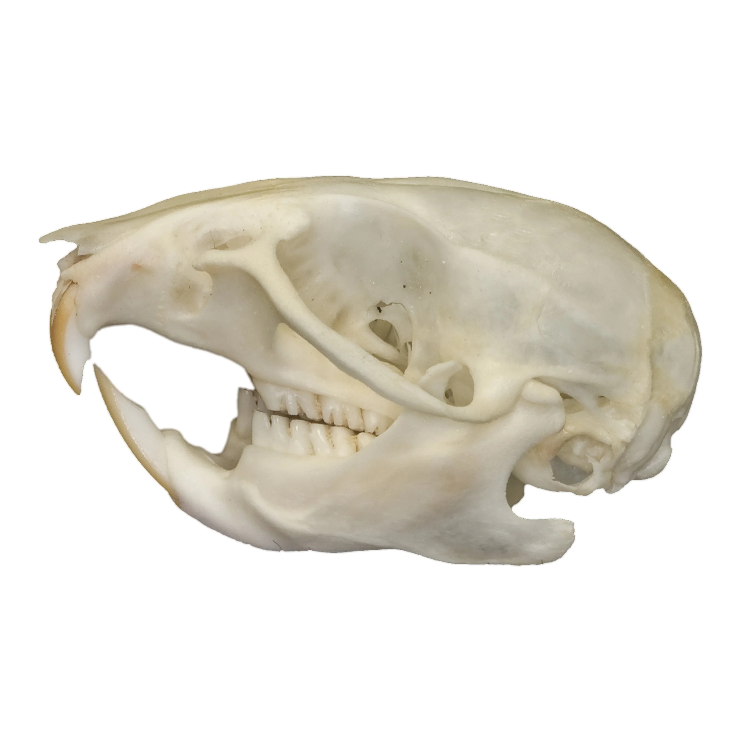 Real Rat Skull - Image 4