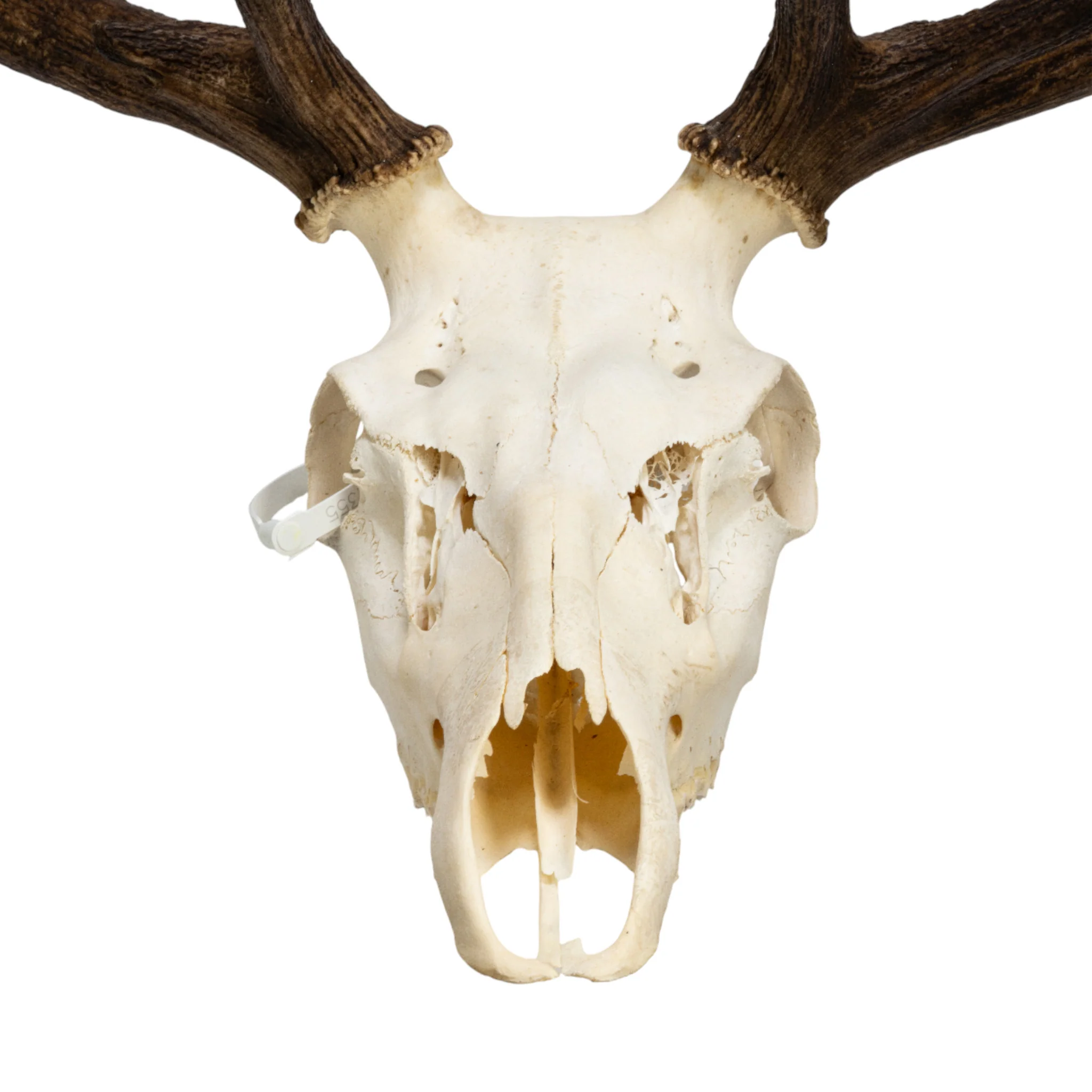 Real Red Deer Skull - Image 2