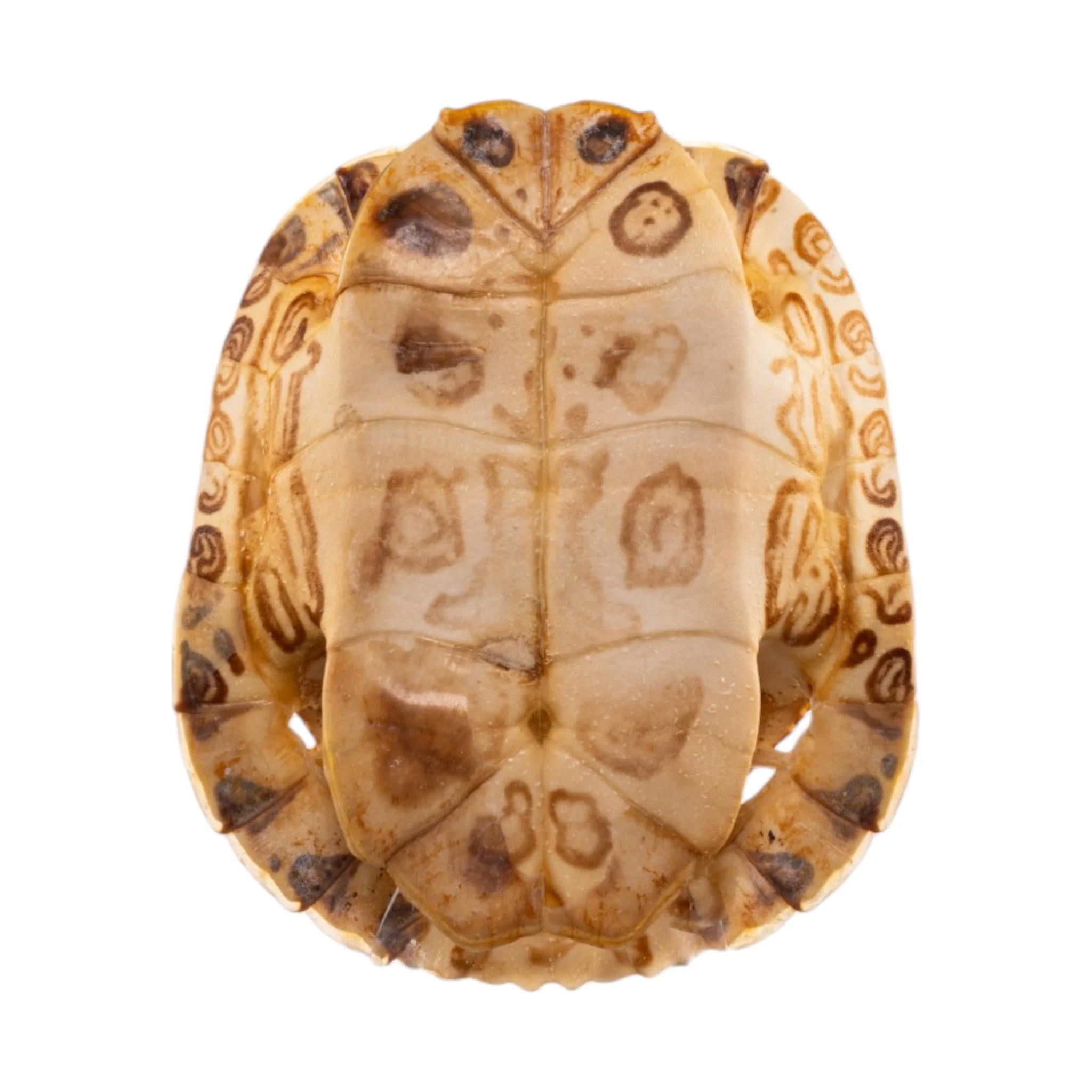 Real Red-eared Slider Shell - Image 2