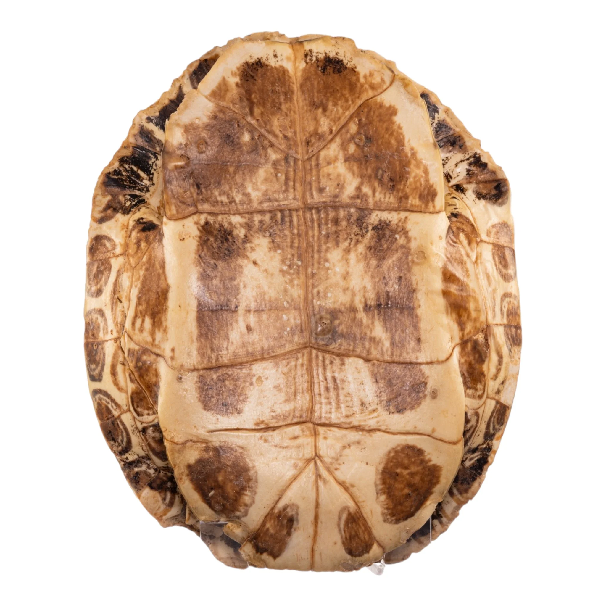 Real Red-eared Slider Skull and Shell - Image 3