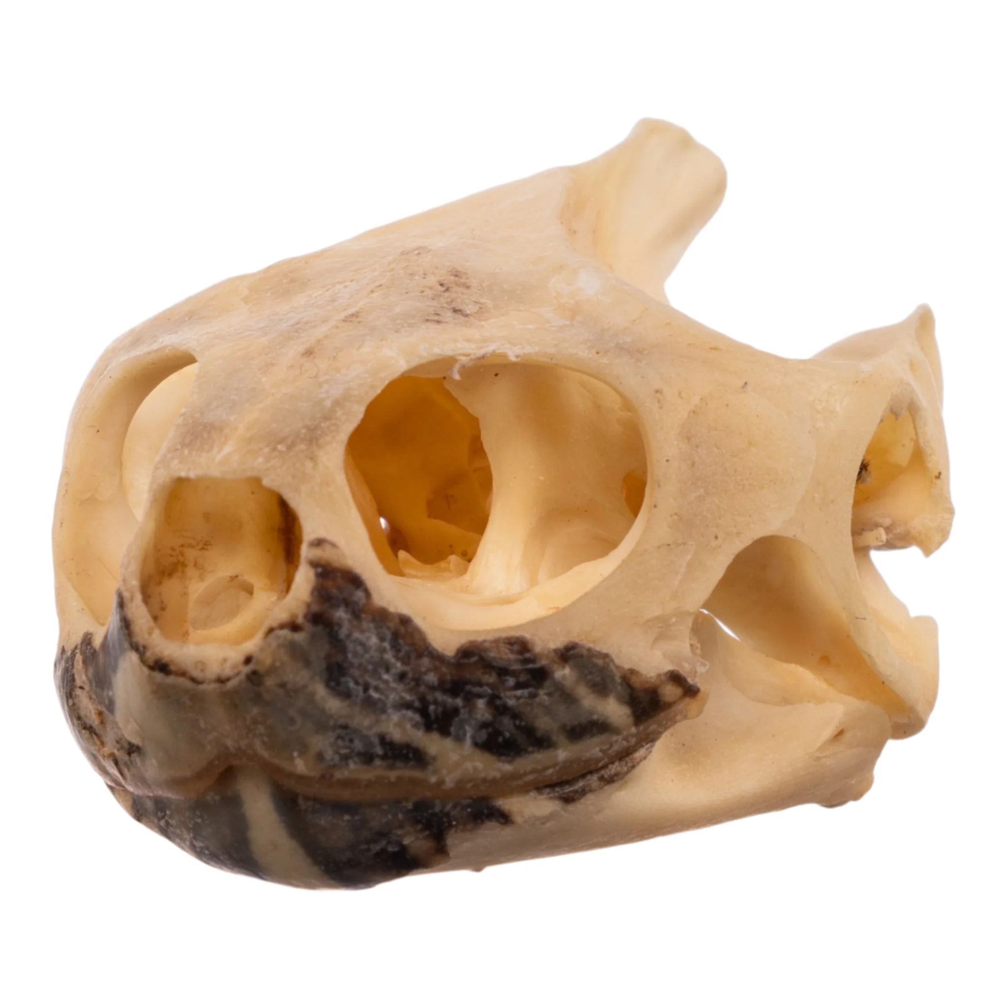 Real Red-eared Slider Skull and Shell - Image 4