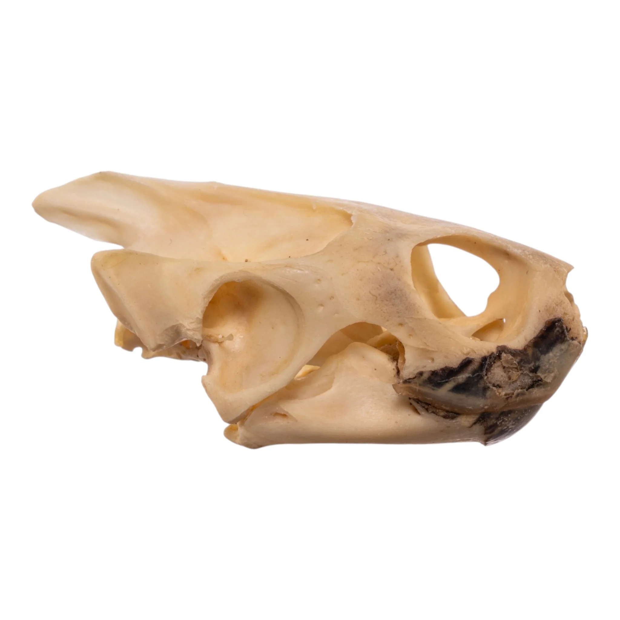Real Red-eared Slider Skull and Shell - Image 5
