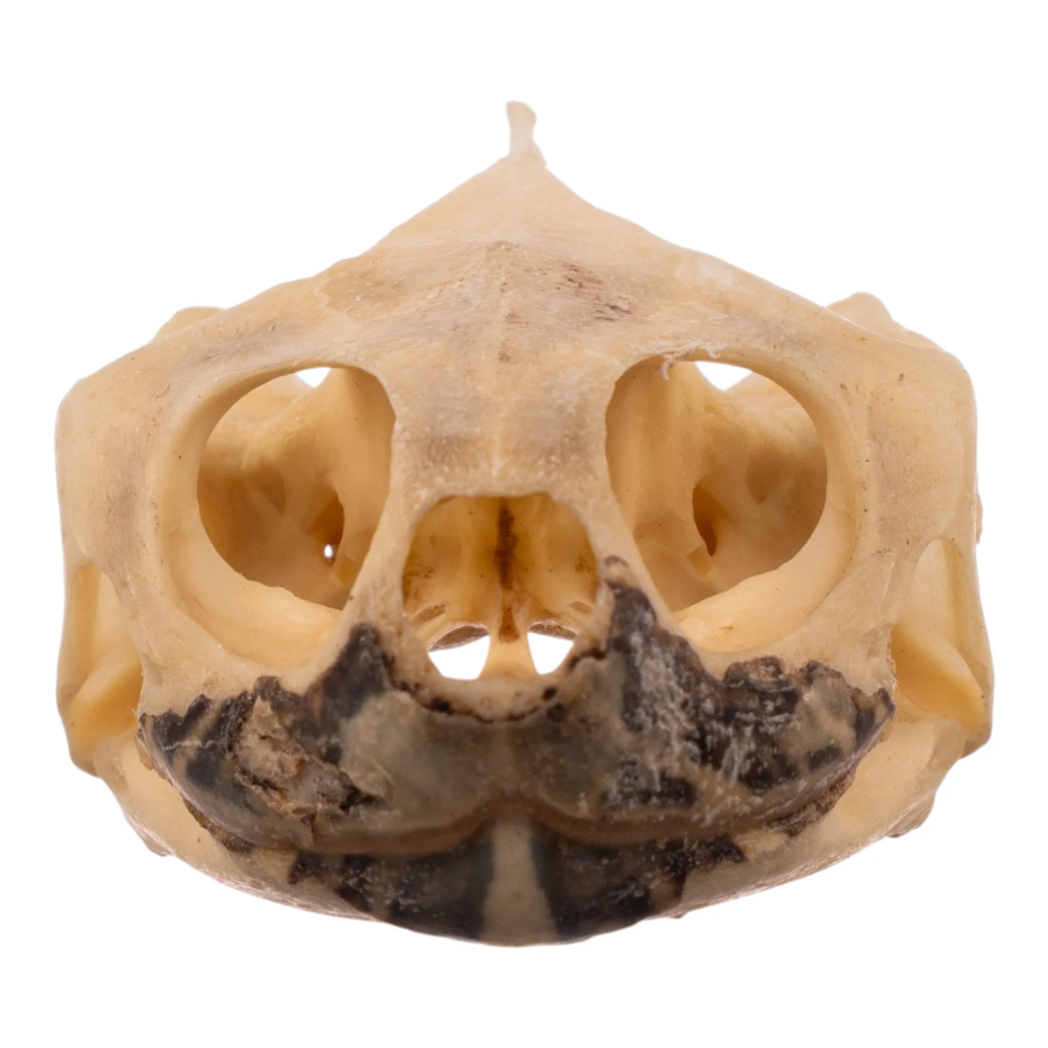Real Red-eared Slider Skull and Shell - Image 6