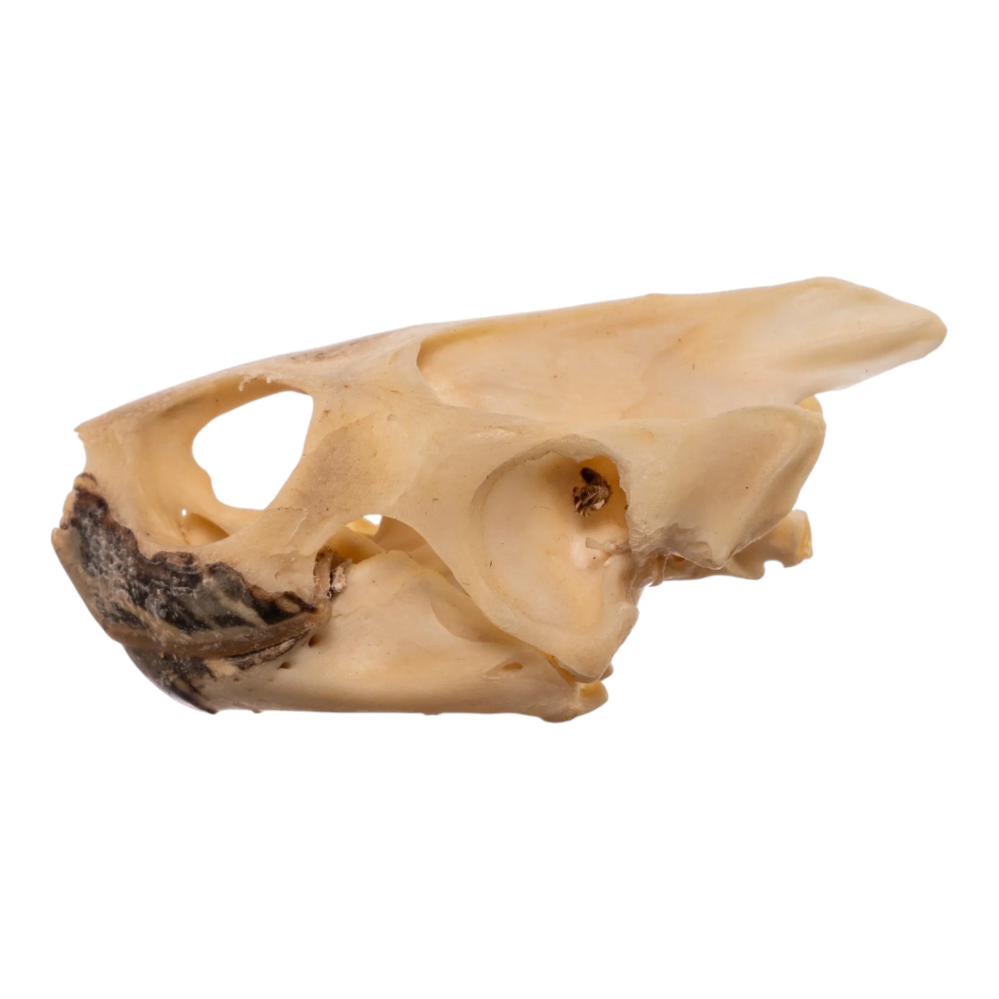 Real Red-eared Slider Skull and Shell - Image 7