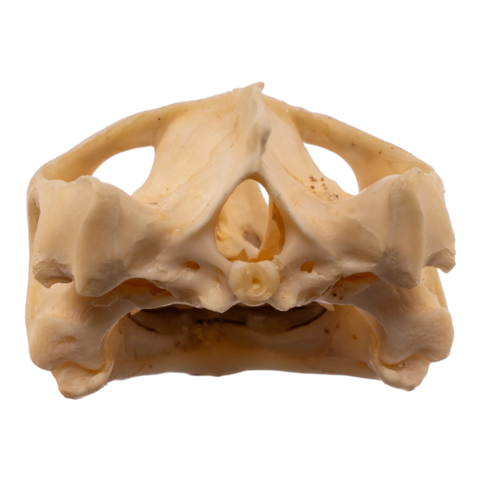 Real Red-eared Slider Skull and Shell - Image 8