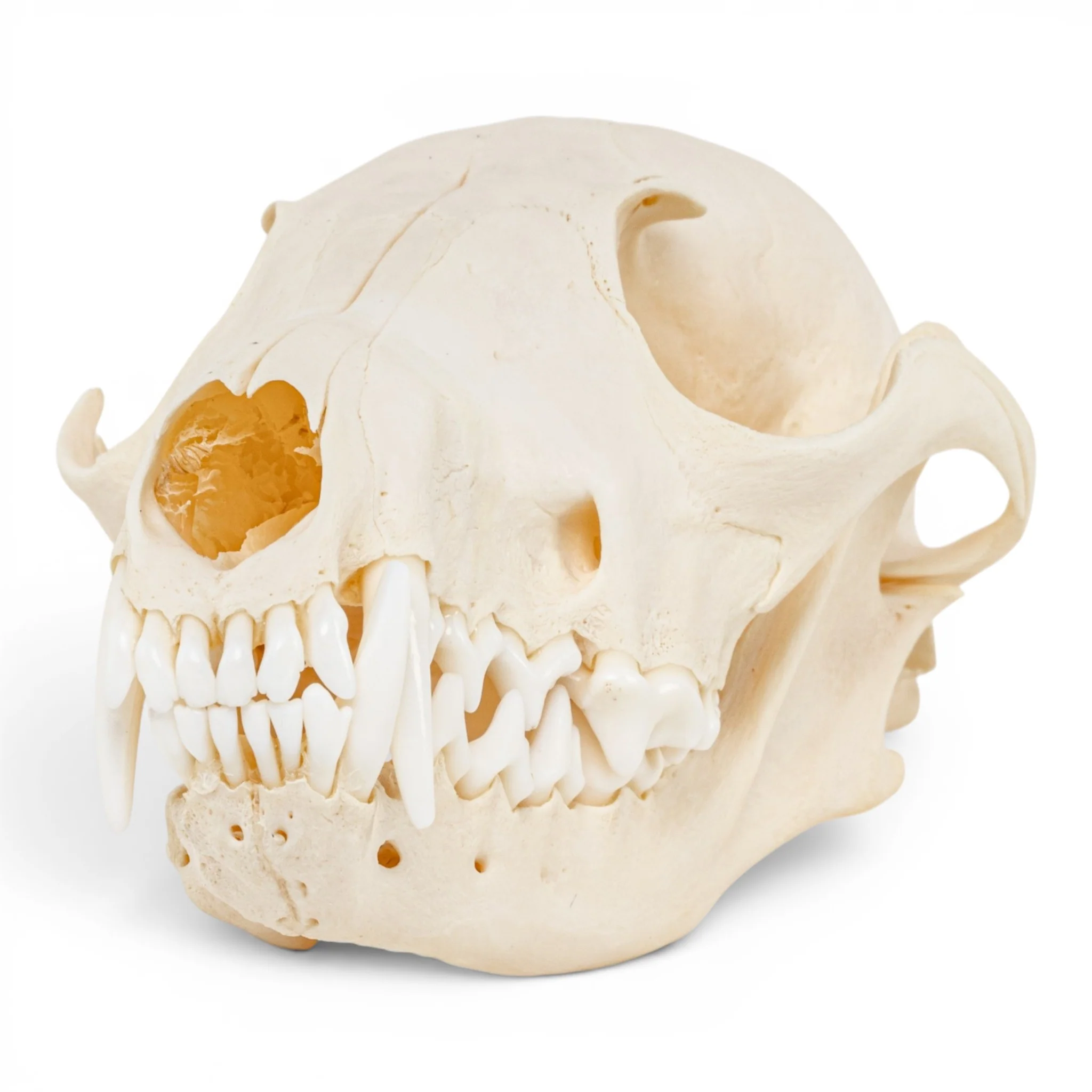 Real Red Fox Skull - Pathology
