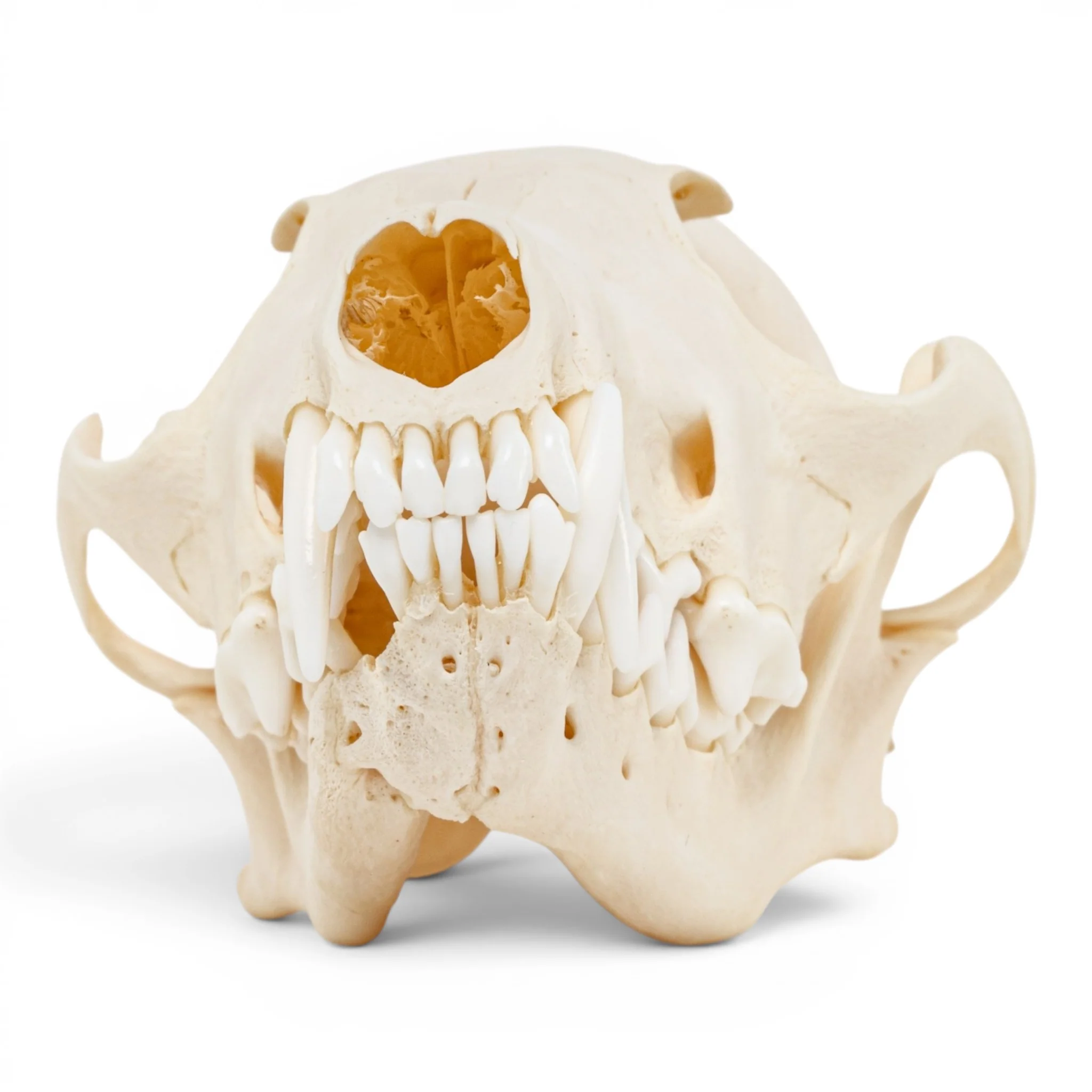 Real Red Fox Skull - Pathology - Image 3