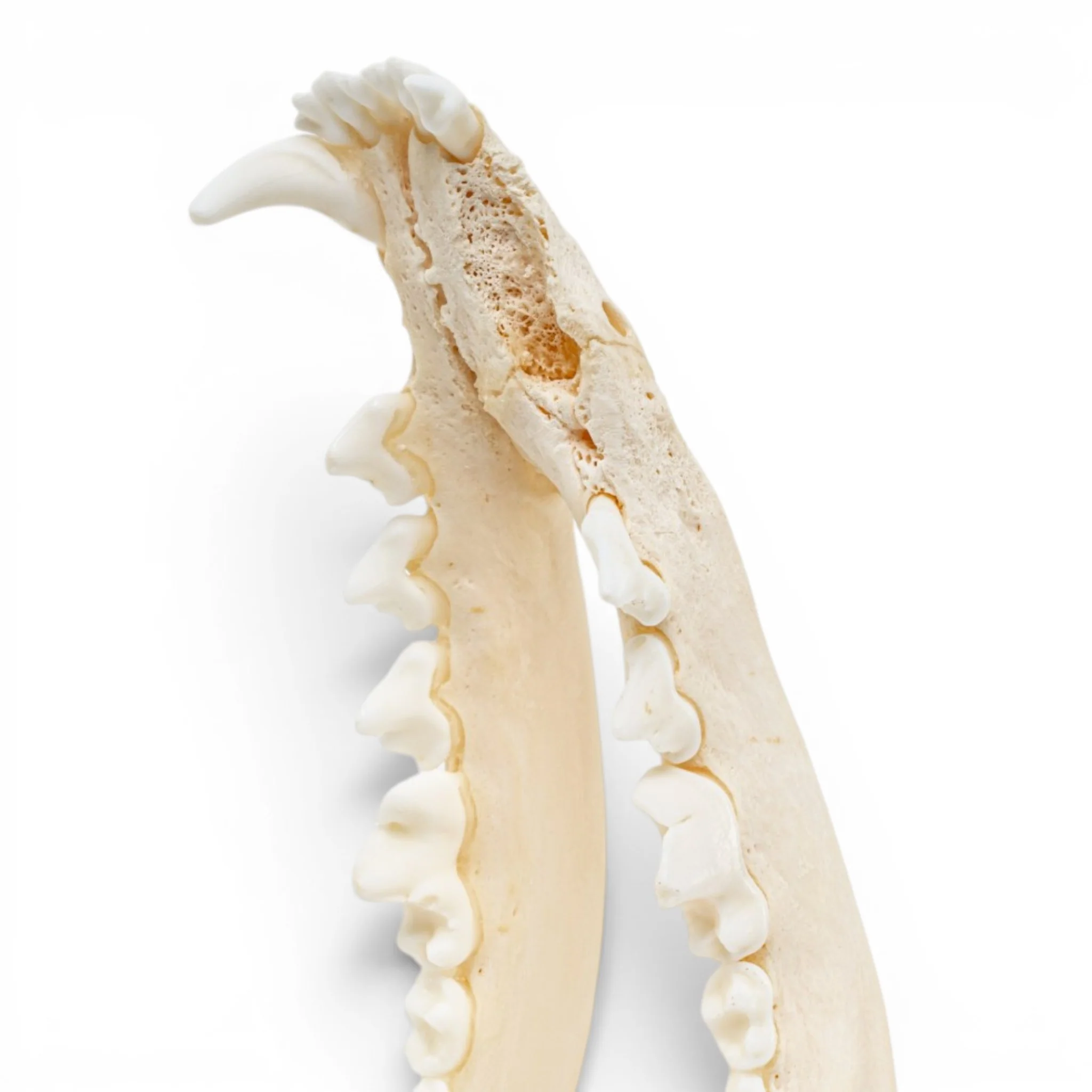 Real Red Fox Skull - Pathology - Image 6