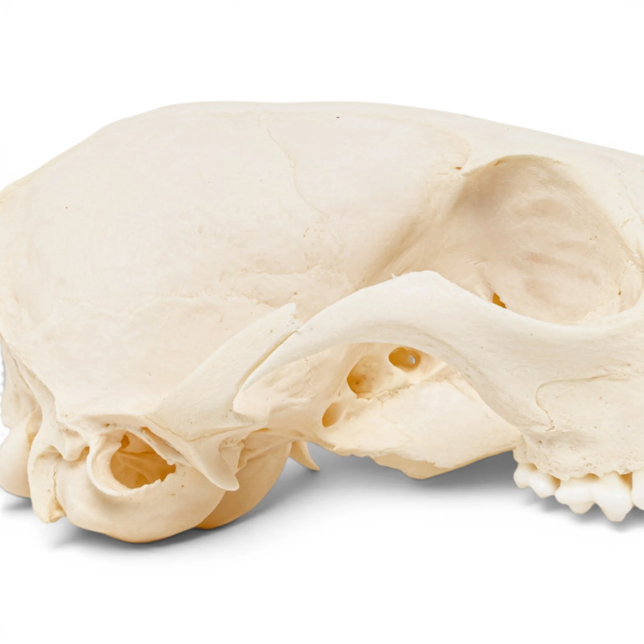 Real Red Fox Skull - Pathology - Image 8