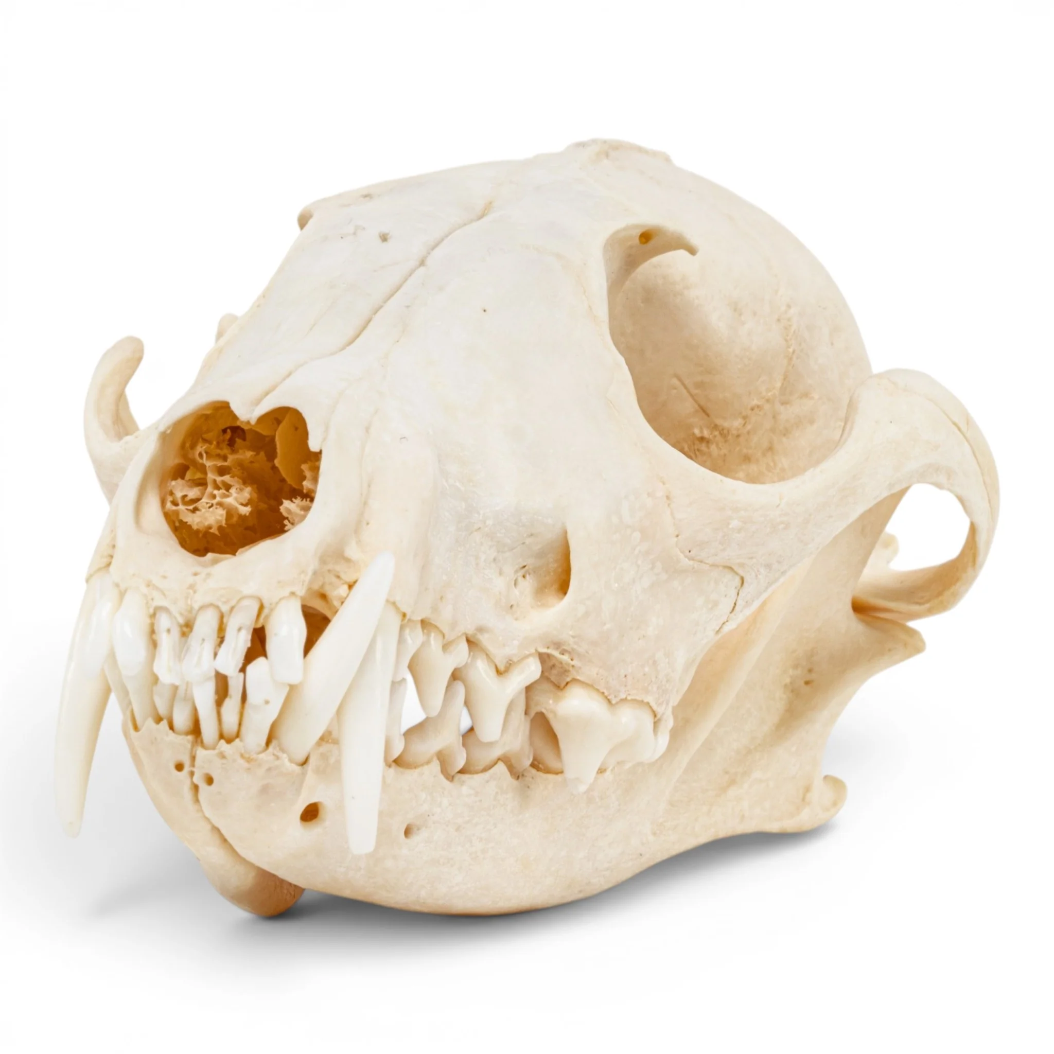 Real Red Fox Skull - Pathology