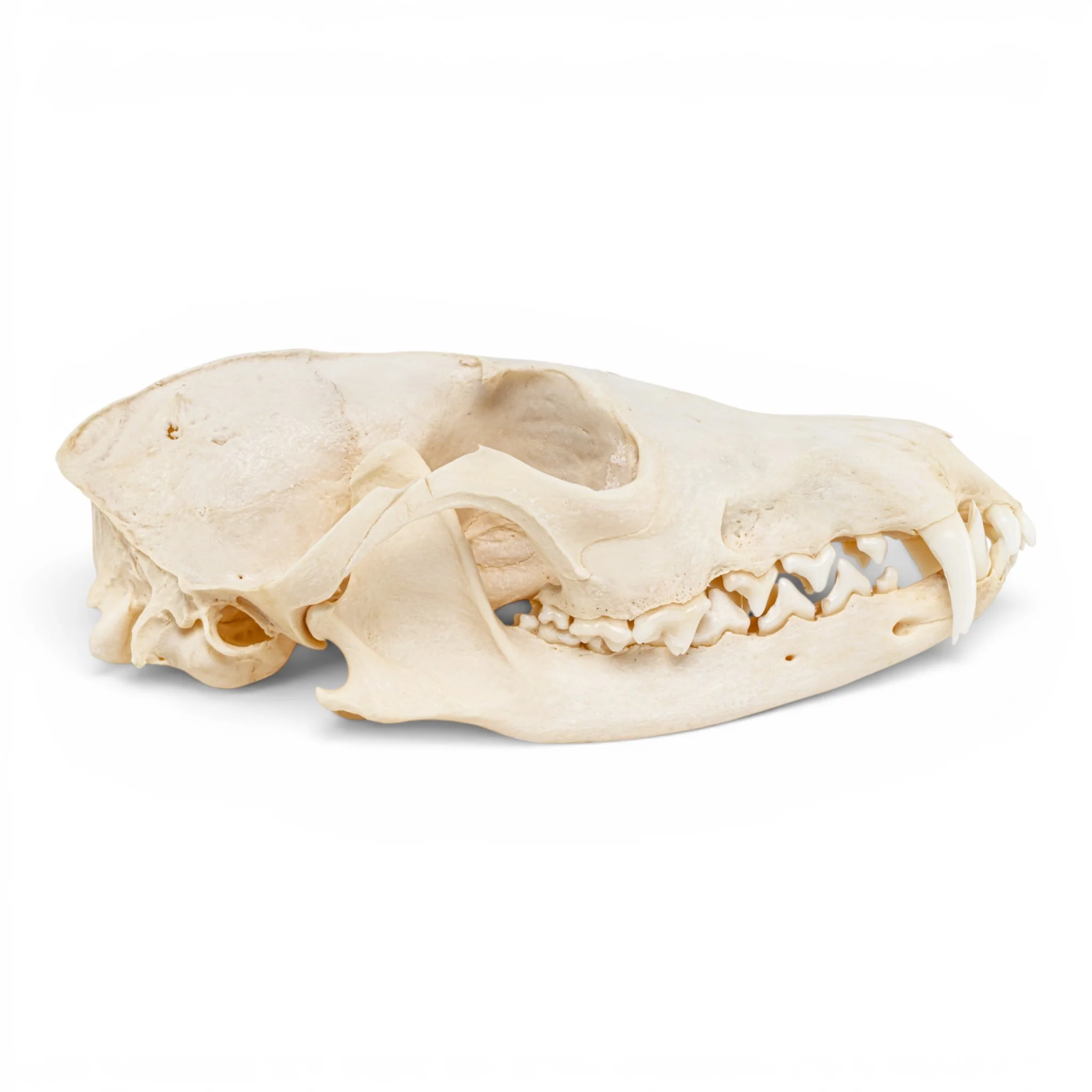 Real Red Fox Skull - Pathology - Image 2