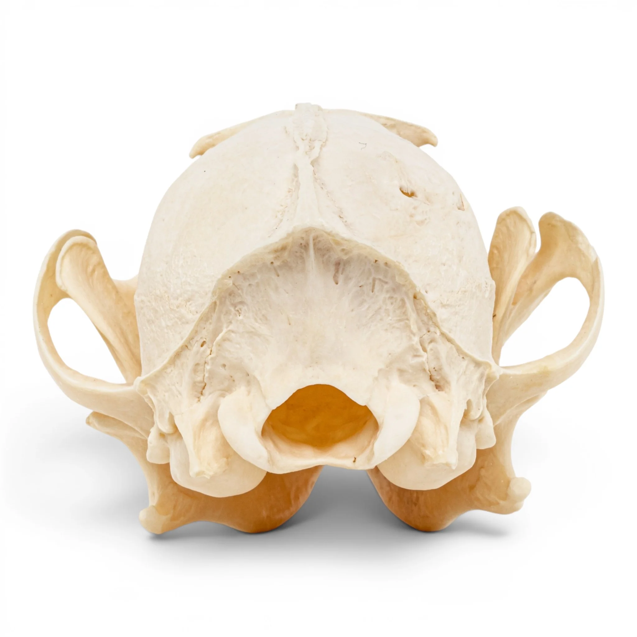 Real Red Fox Skull - Pathology - Image 5