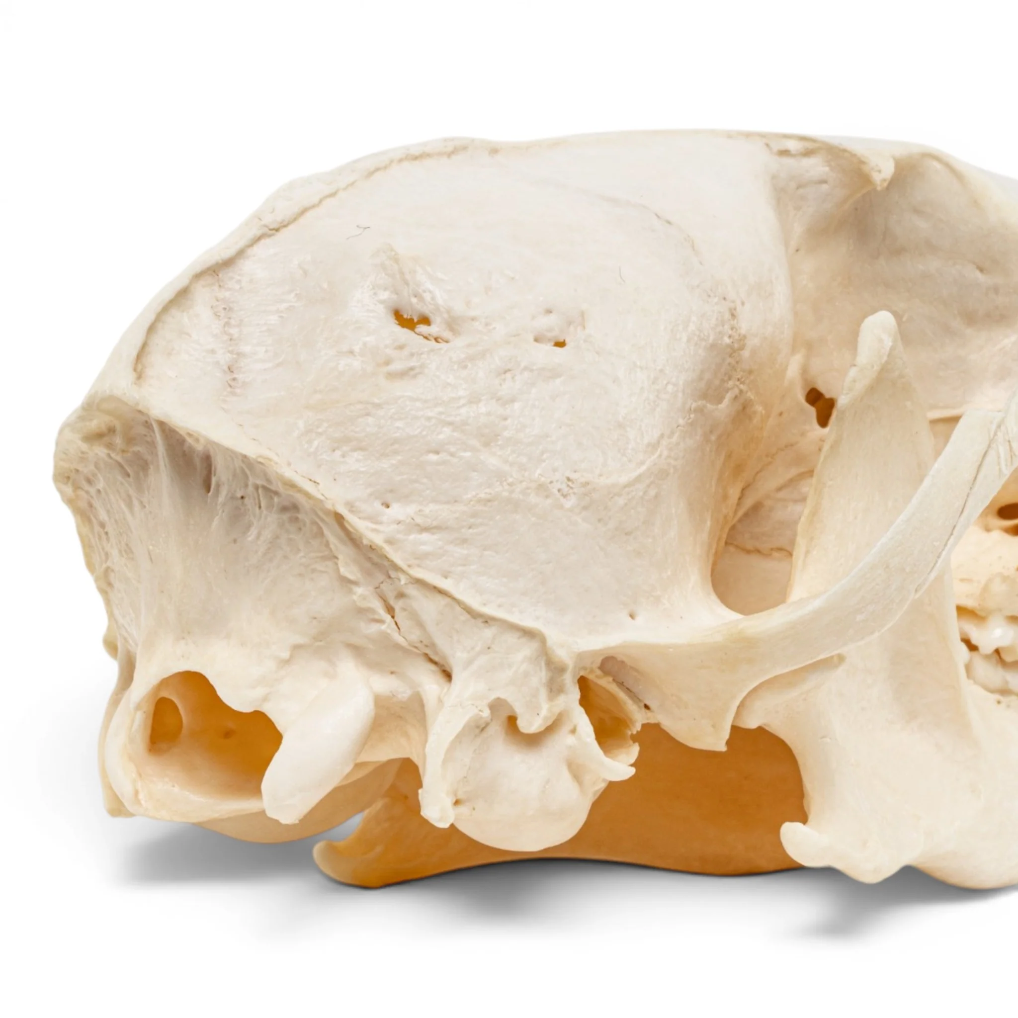 Real Red Fox Skull - Pathology - Image 6