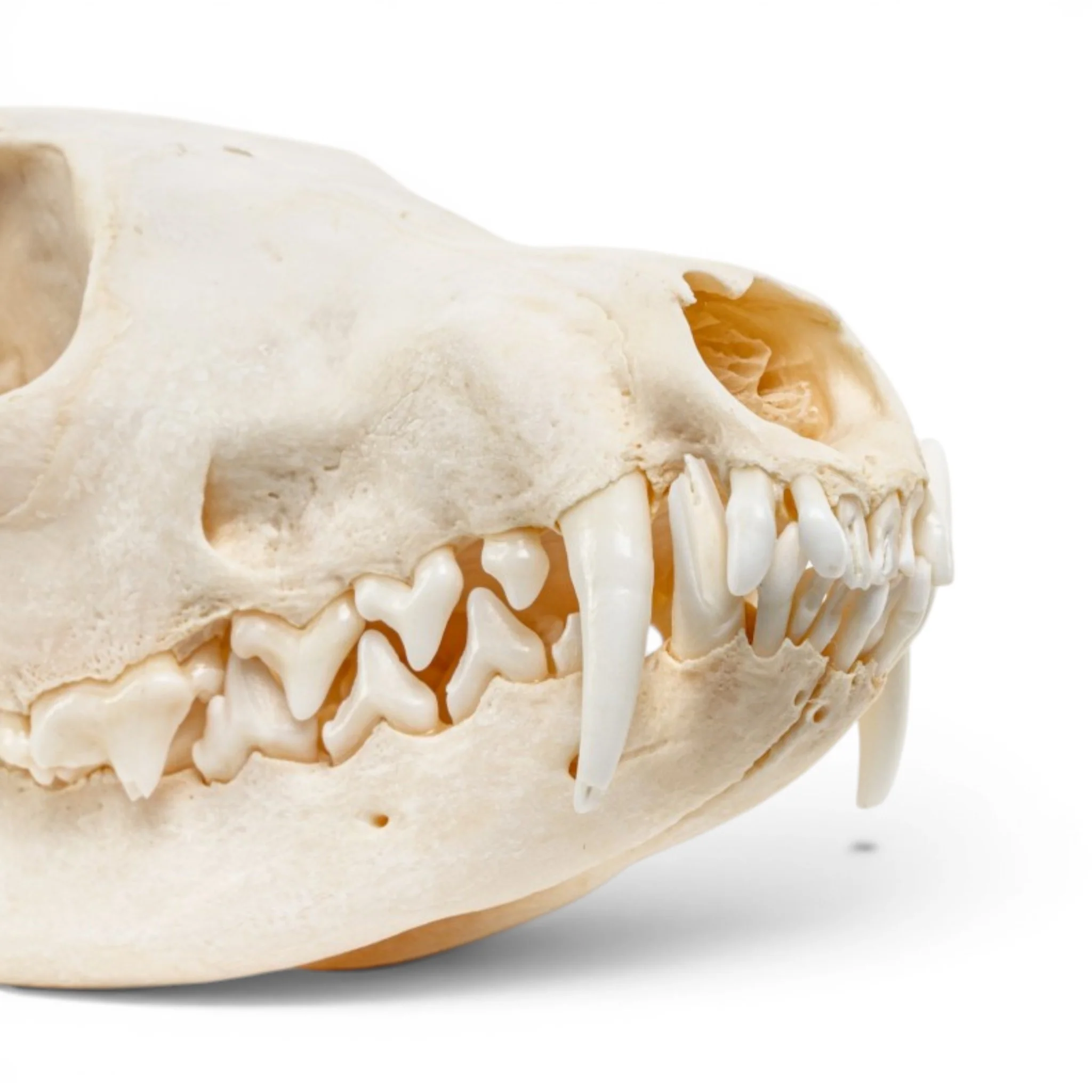 Real Red Fox Skull - Pathology - Image 8