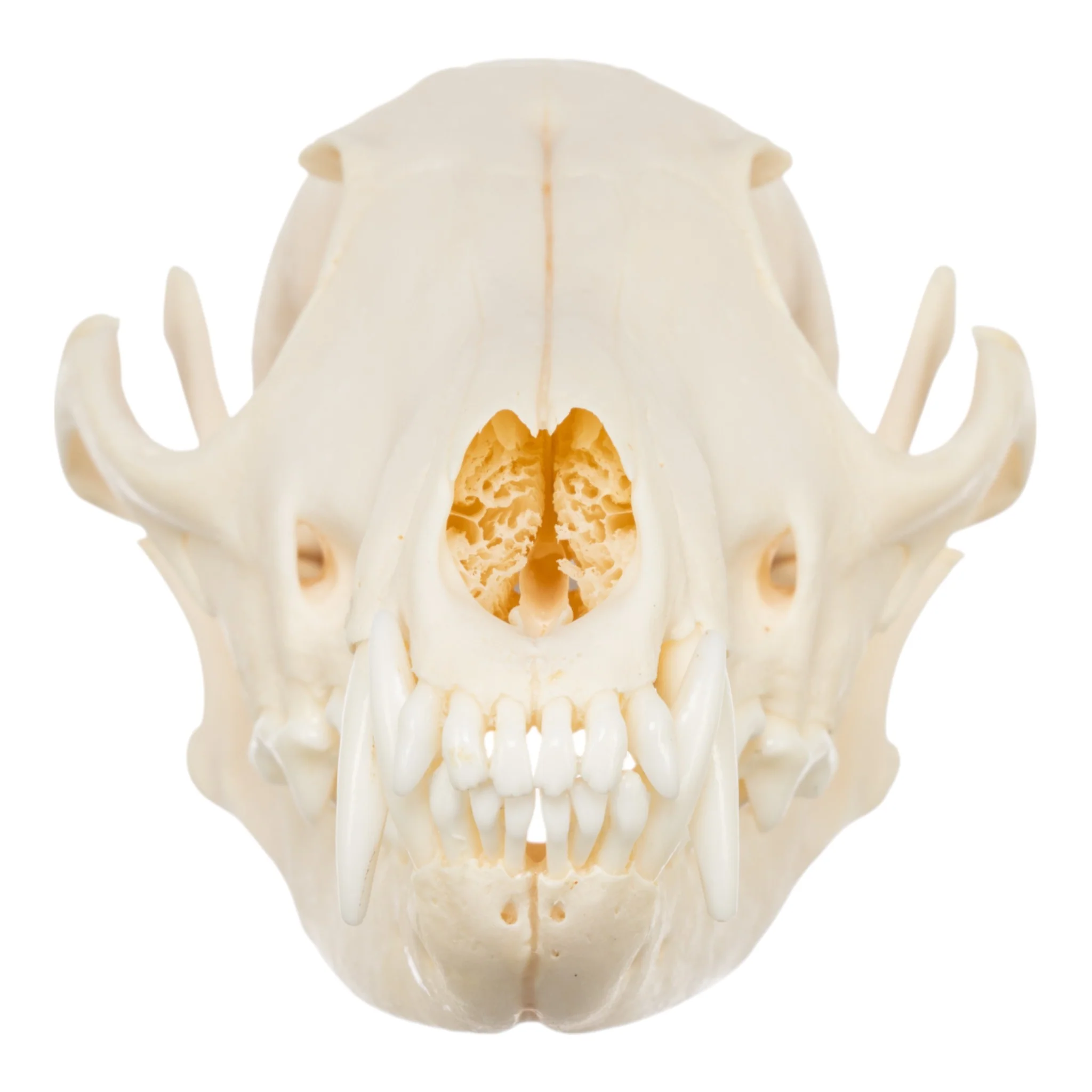 Real Red Fox Skull - Image 3