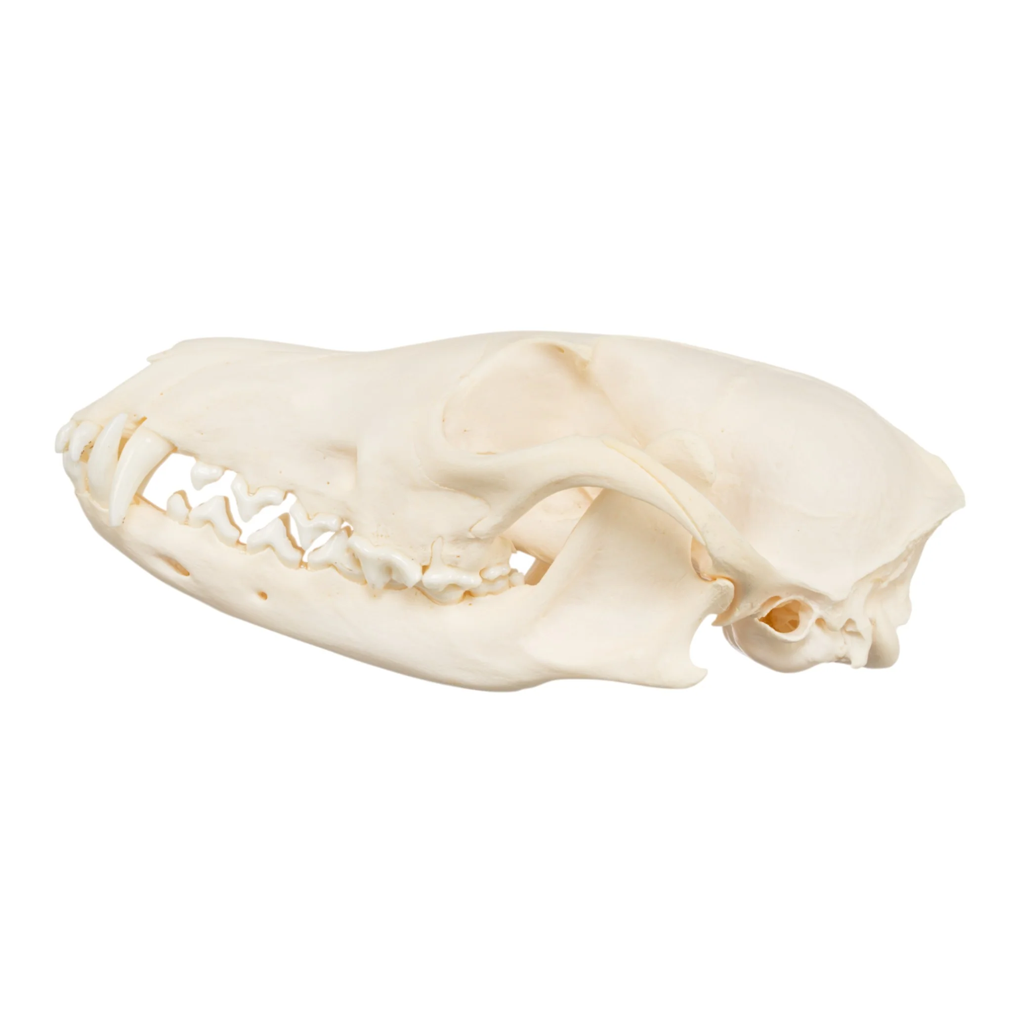Real Red Fox Skull - Image 4