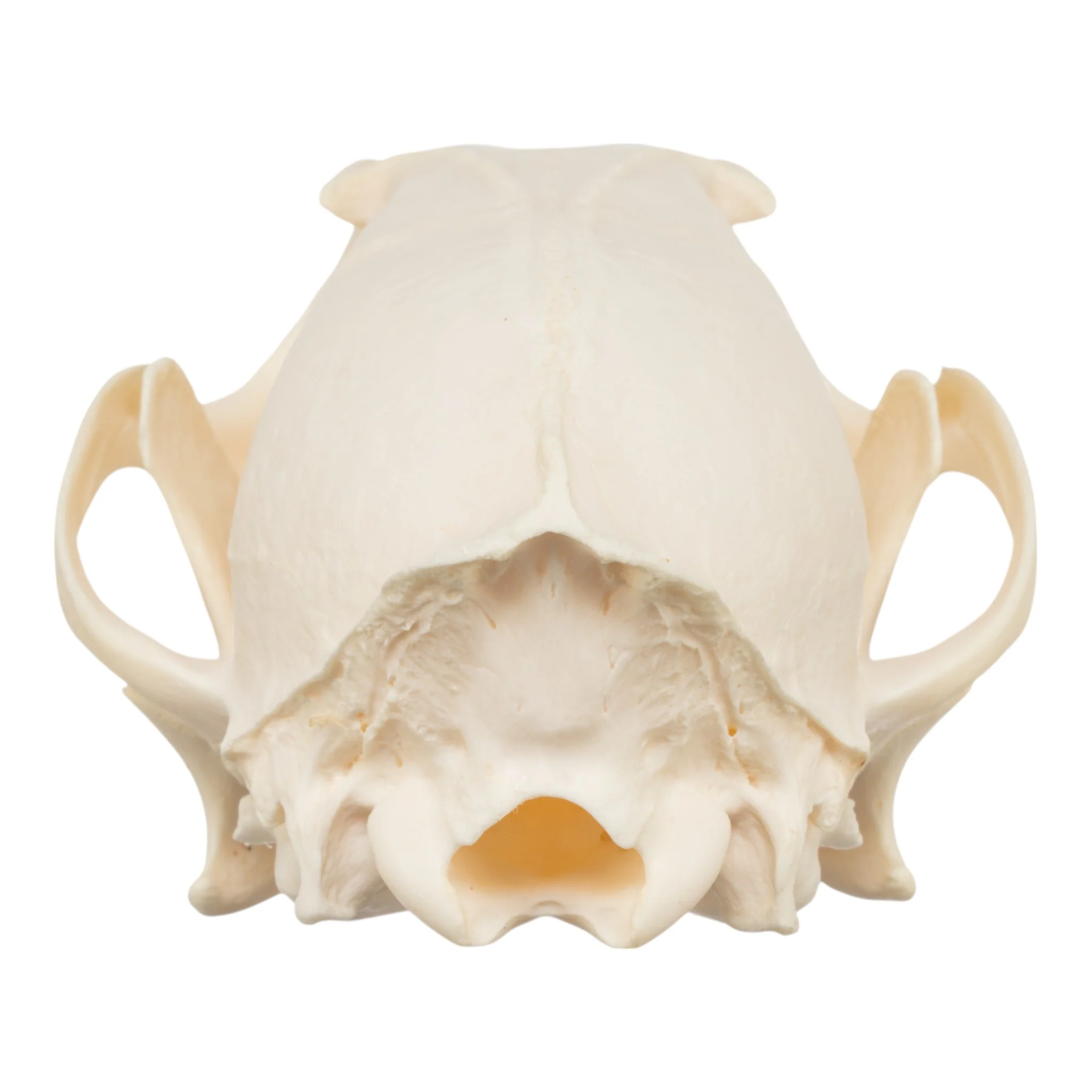 Real Red Fox Skull - Image 5