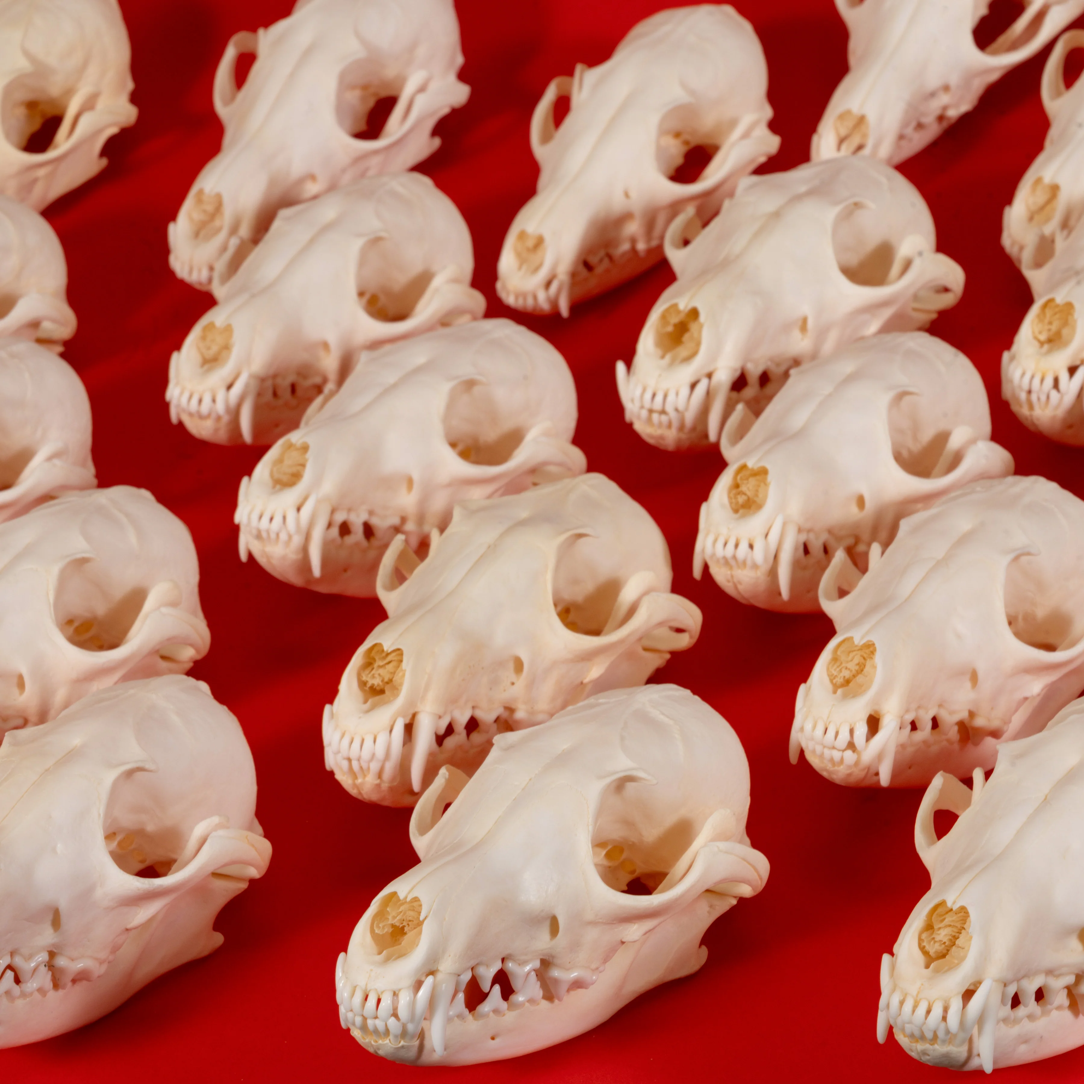 Real Red Fox Skull - Image 6