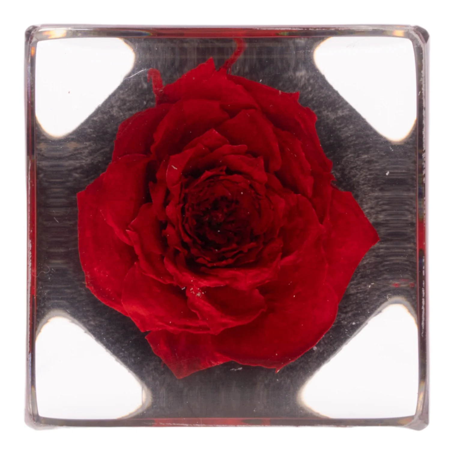 Real Red Rose in Acrylic Cube Magnet - Image 2