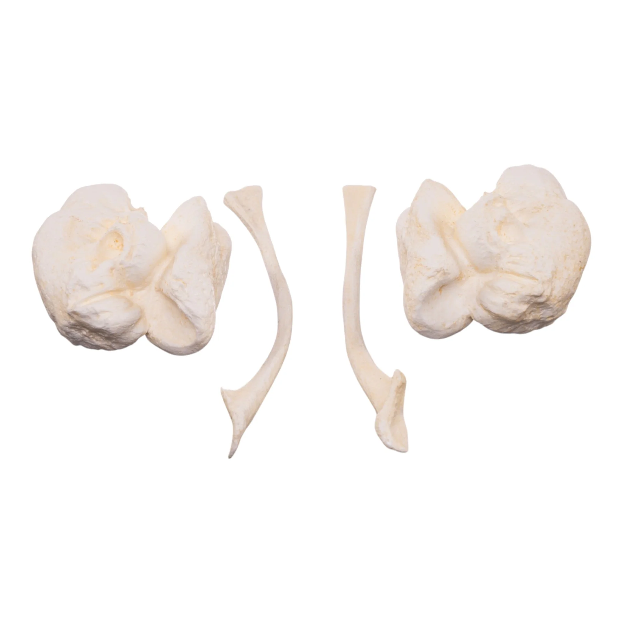 Replica Orca Ear Bones