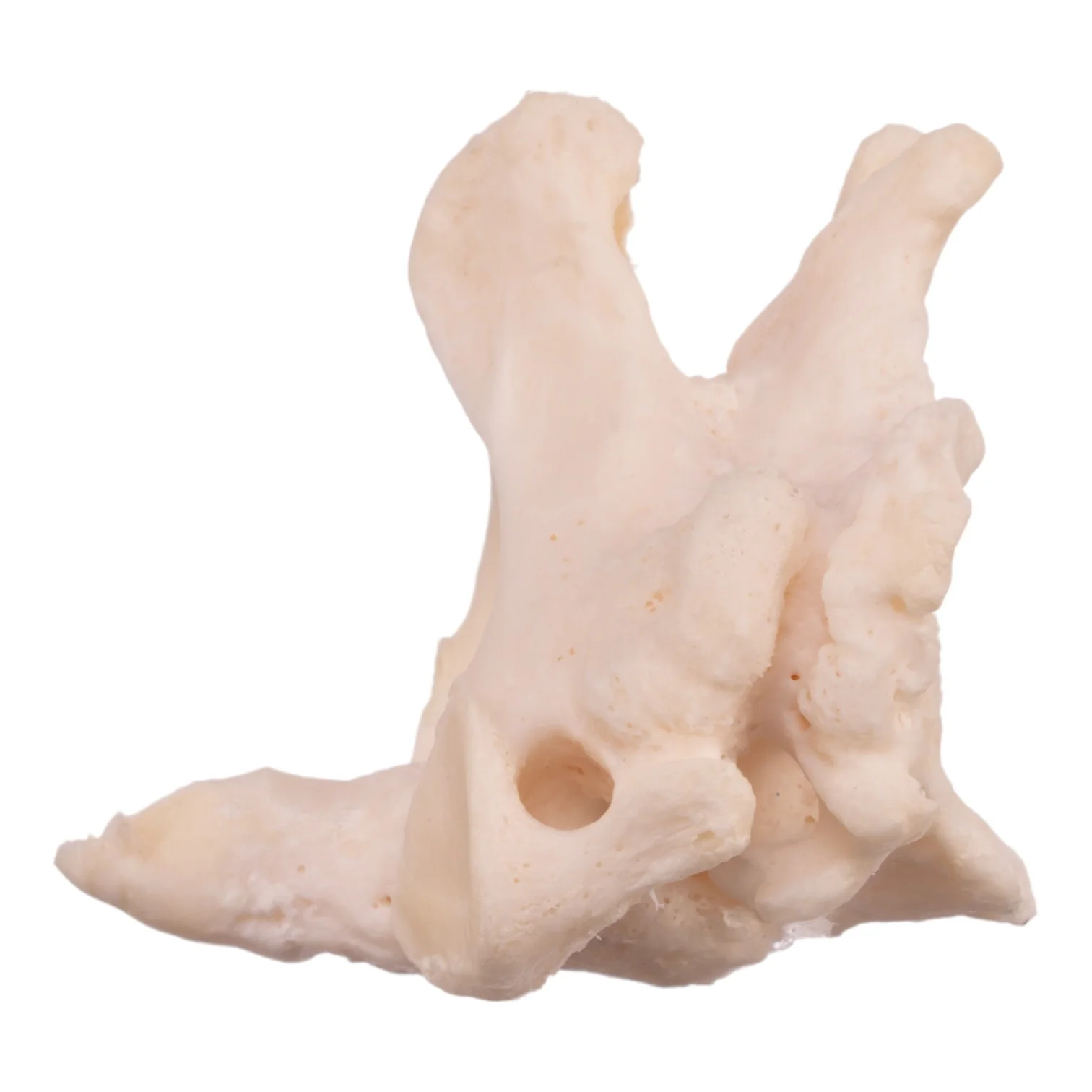 Real Research Quality Human Cervical and Axis Vertebrae - Fused - Image 4