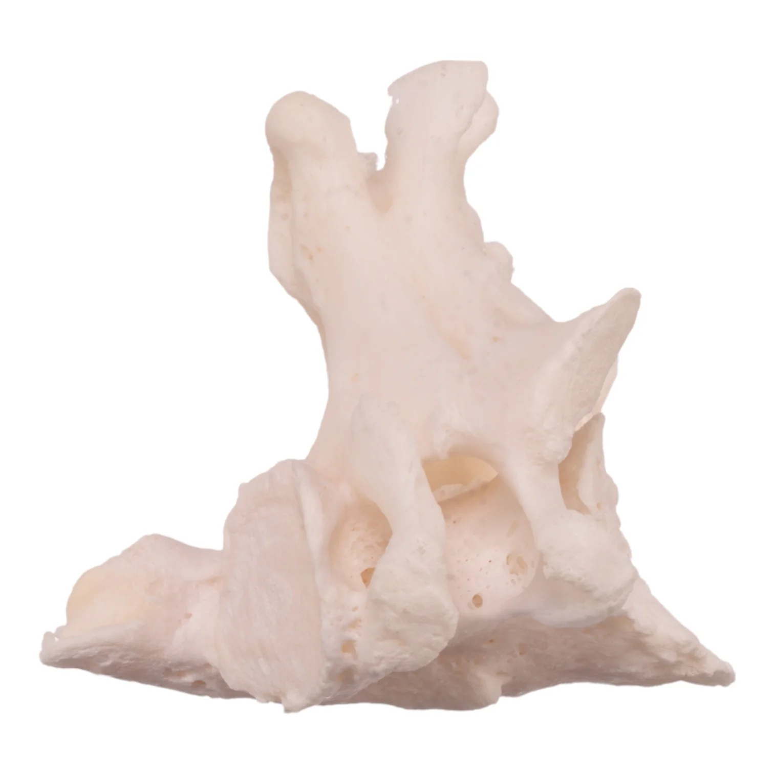 Real Research Quality Human Cervical and Axis Vertebrae - Fused - Image 4