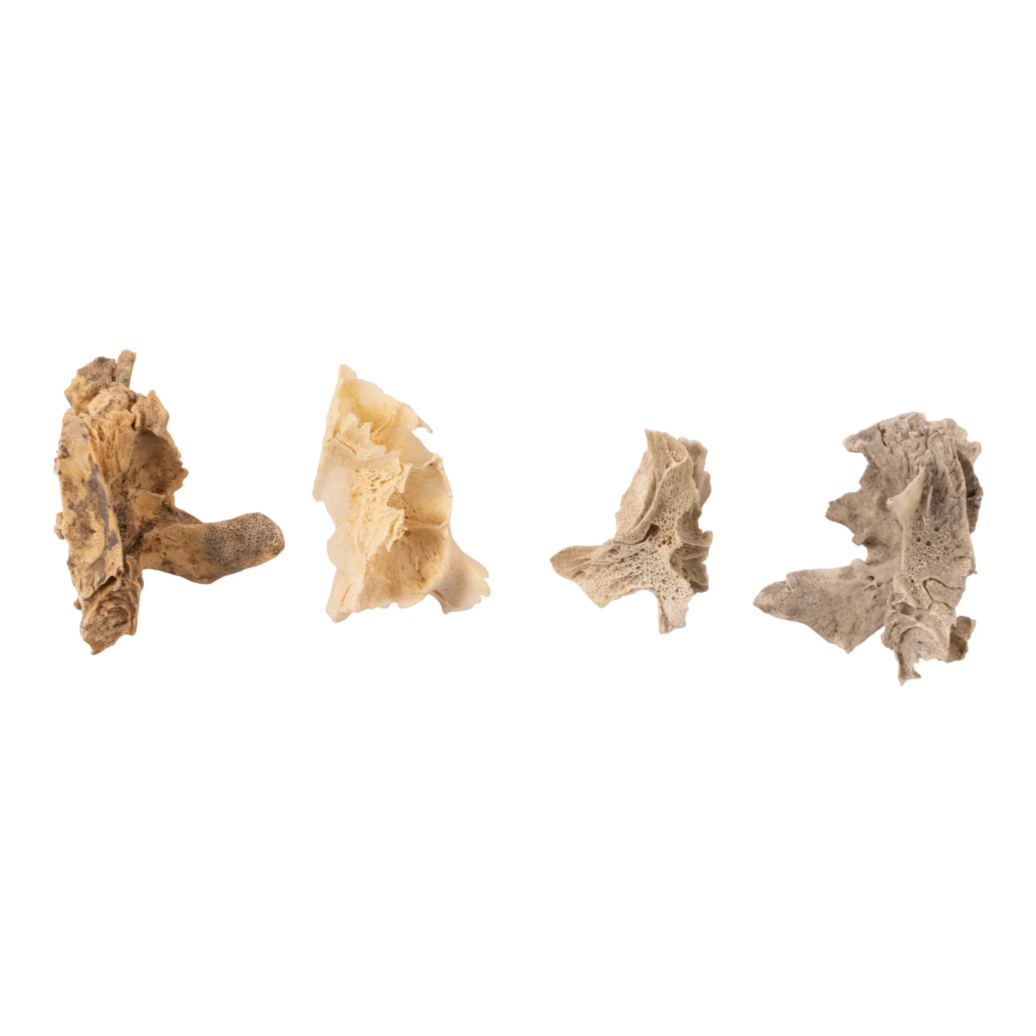 Real Research Quality Human Fetal Half Maxilla - Single - Image 2