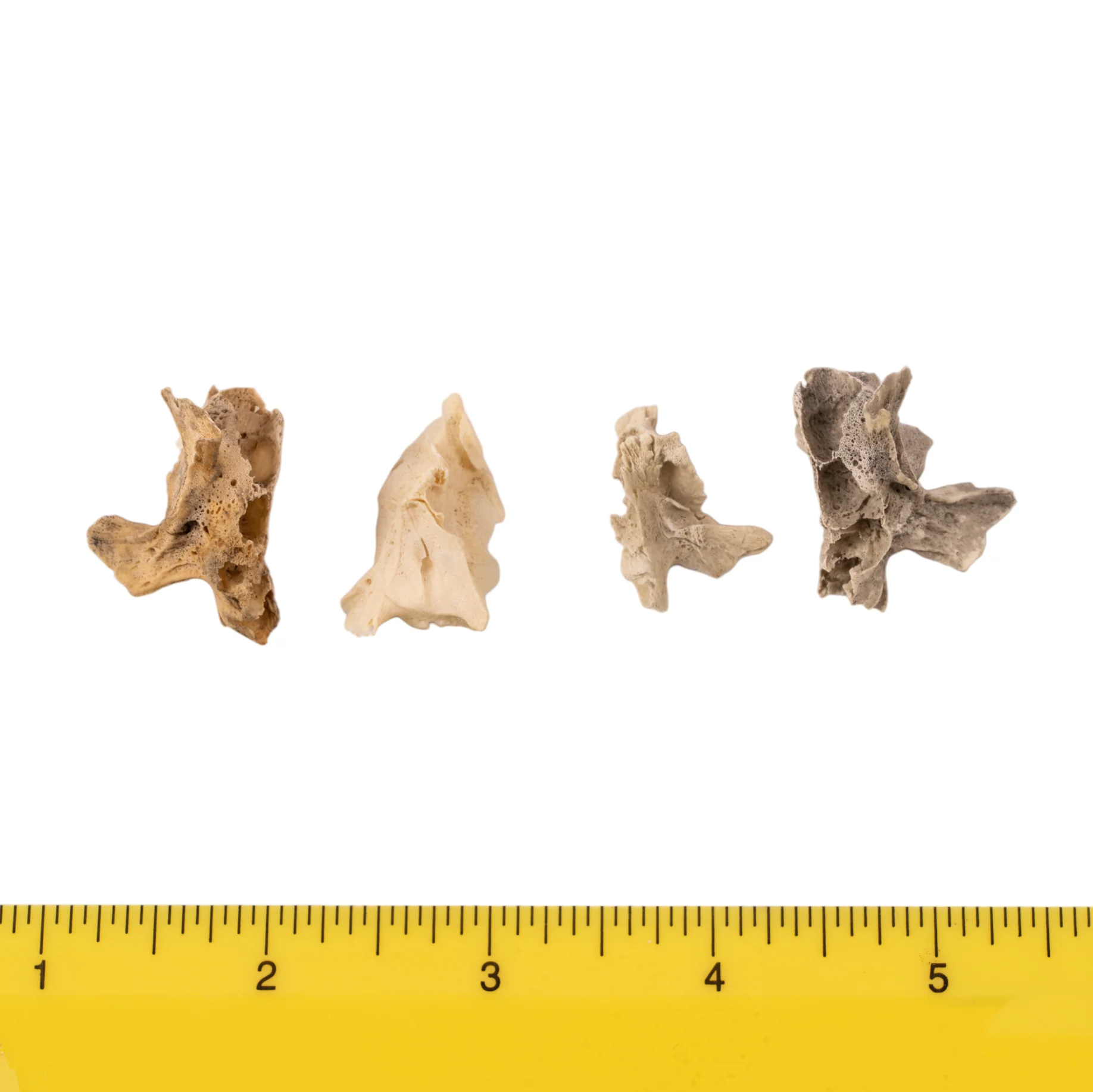 Real Research Quality Human Fetal Half Maxilla - Single - Image 3