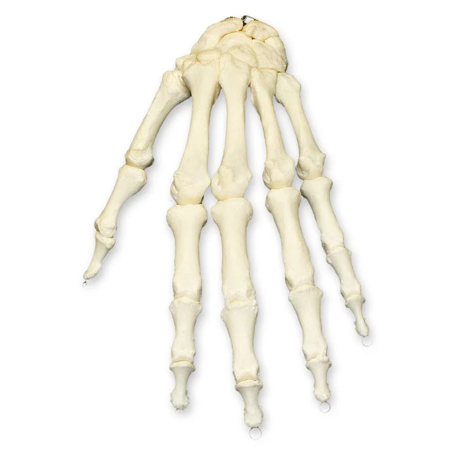 Real Research Quality Human Hand - Image 3