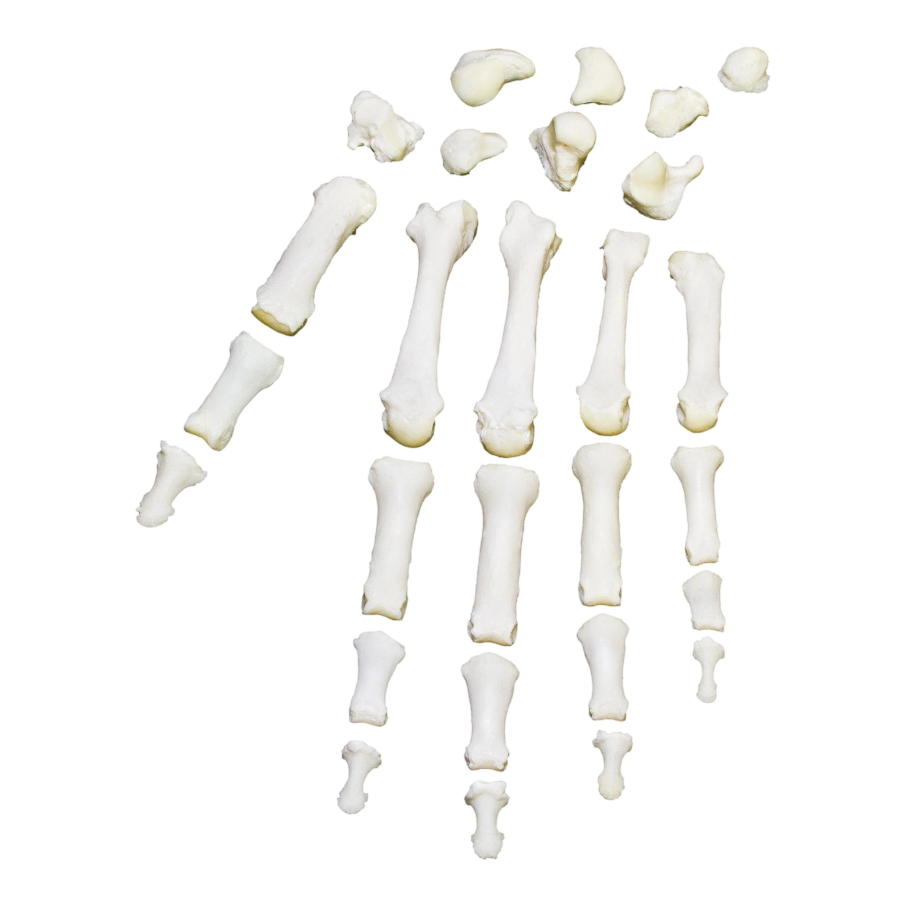 Real Research Quality Human Hand - Image 4