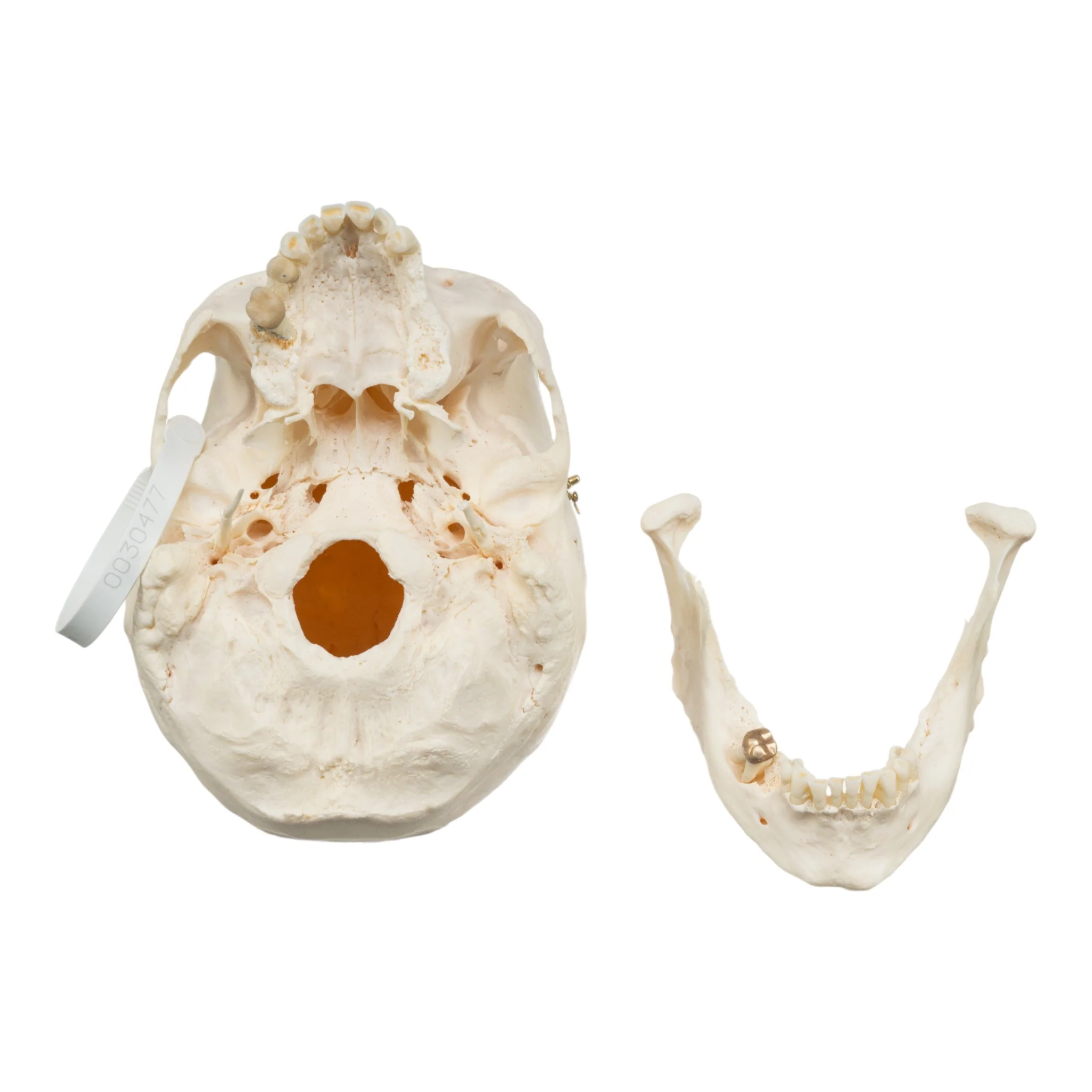 Real Research Quality Human Skull - Image 6