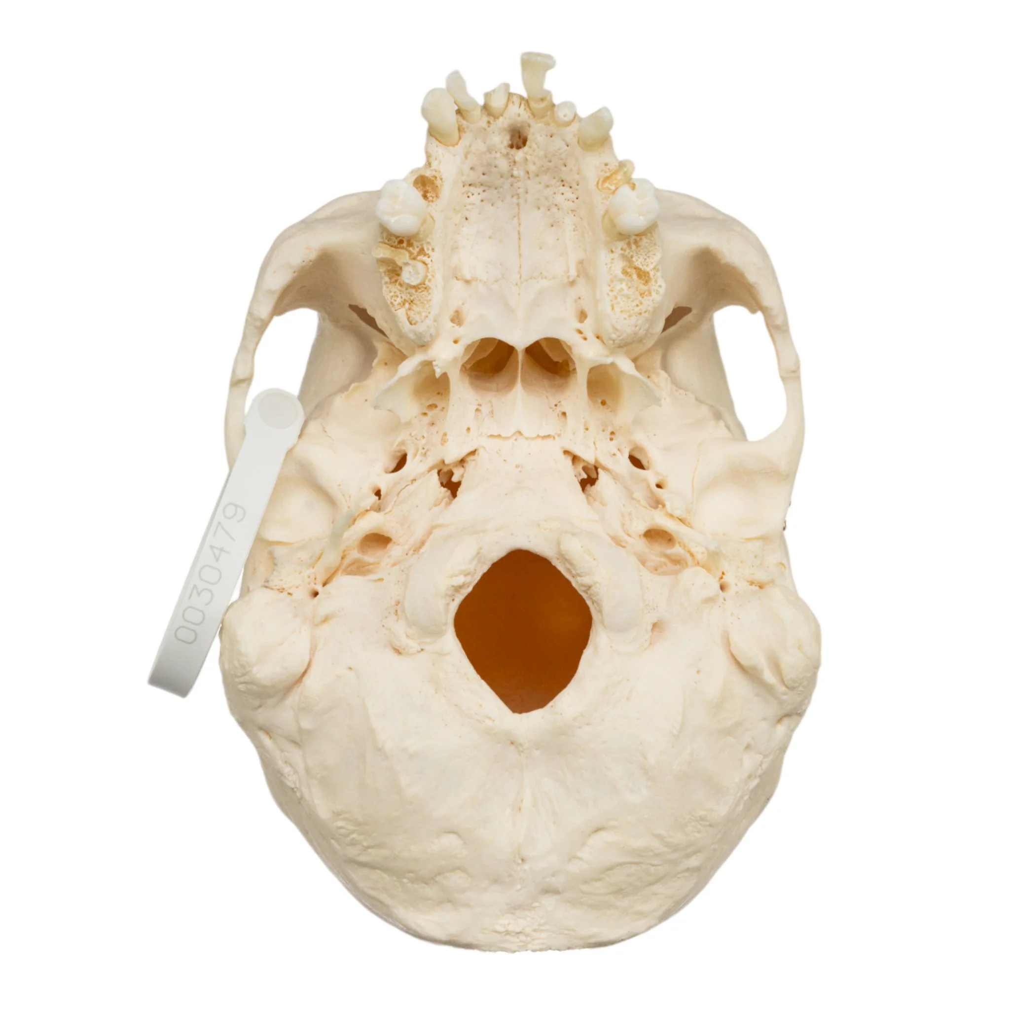 Real Research Quality Human Skull - Image 6