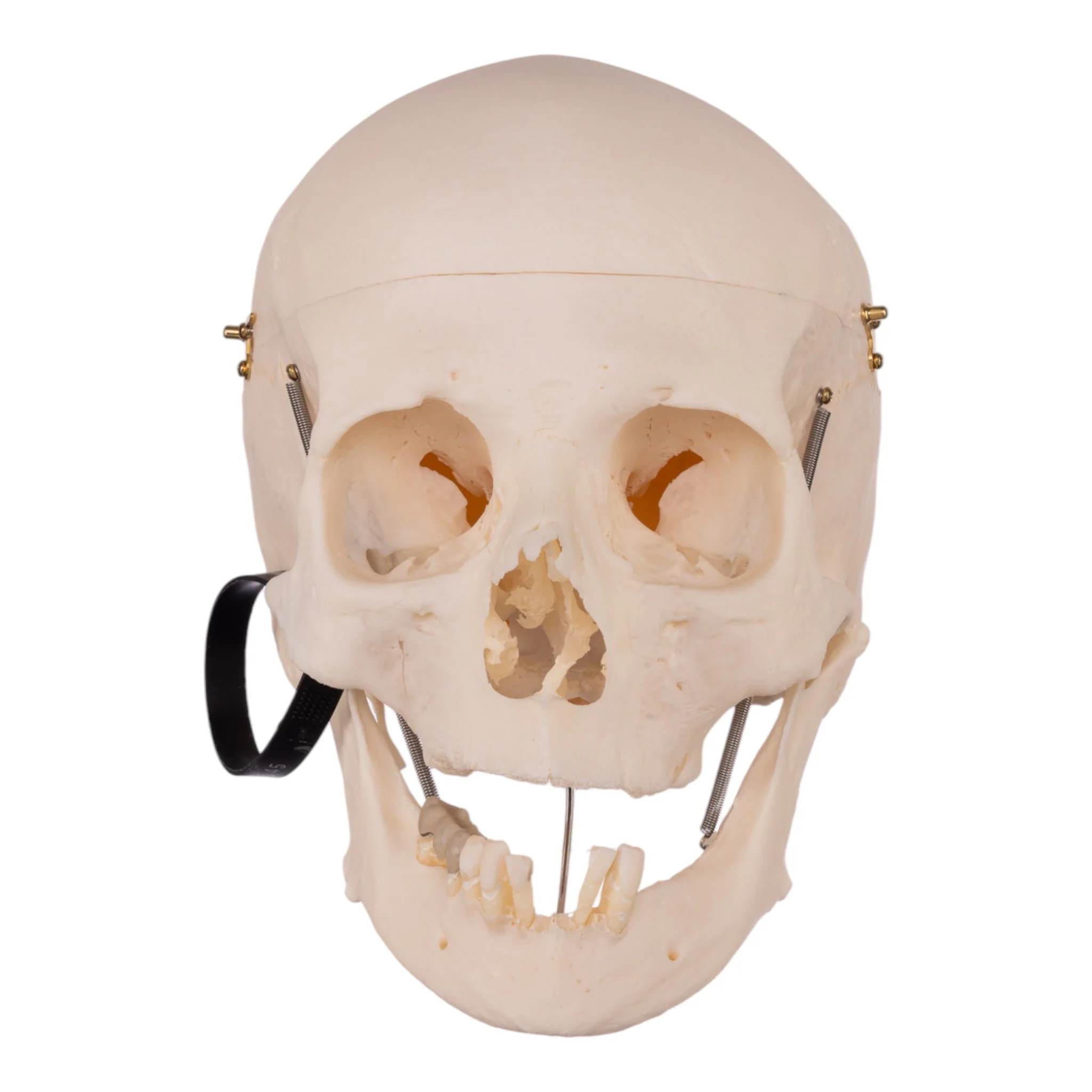 Real Research Quality Human Skull - Image 3