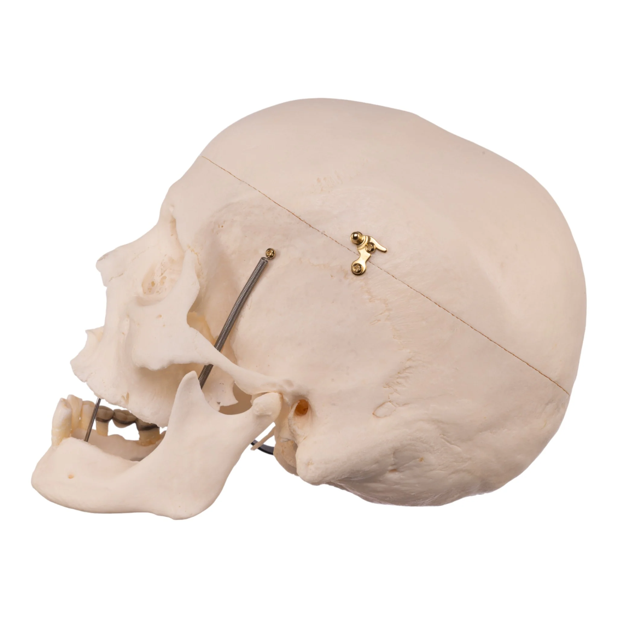 Real Research Quality Human Skull - Image 4