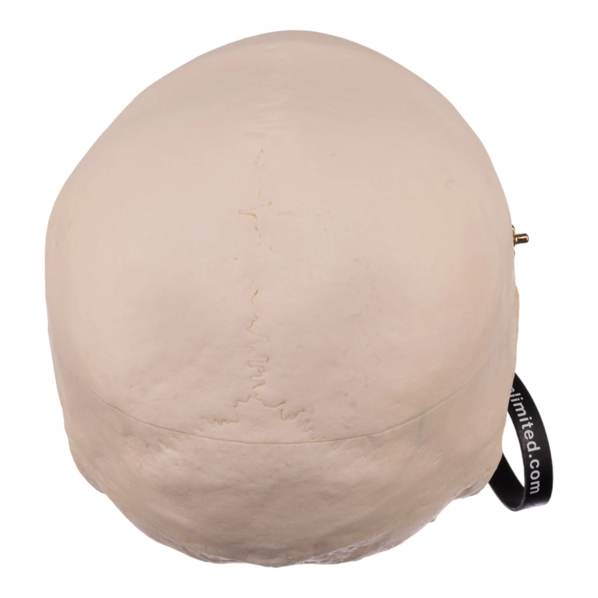Real Research Quality Human Skull - Image 5