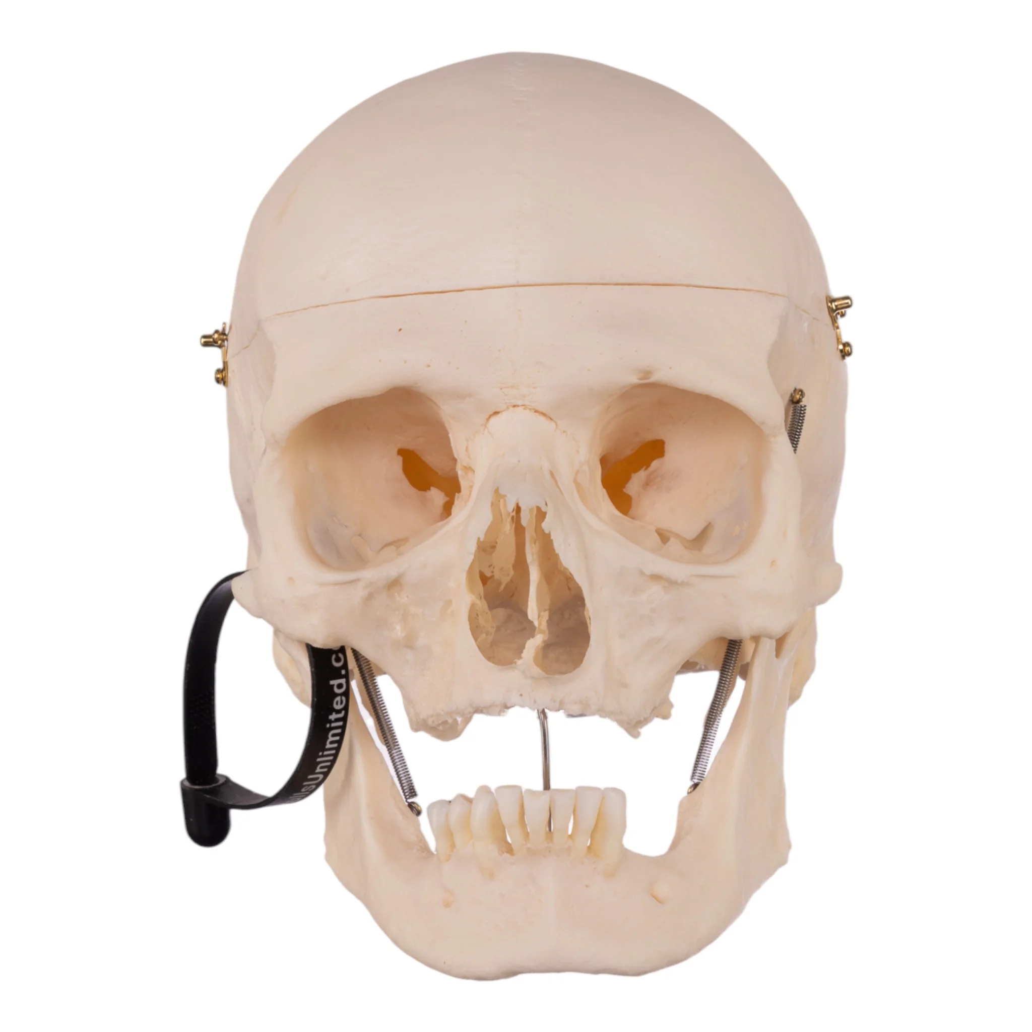 Real Research Quality Human Skull - Image 3