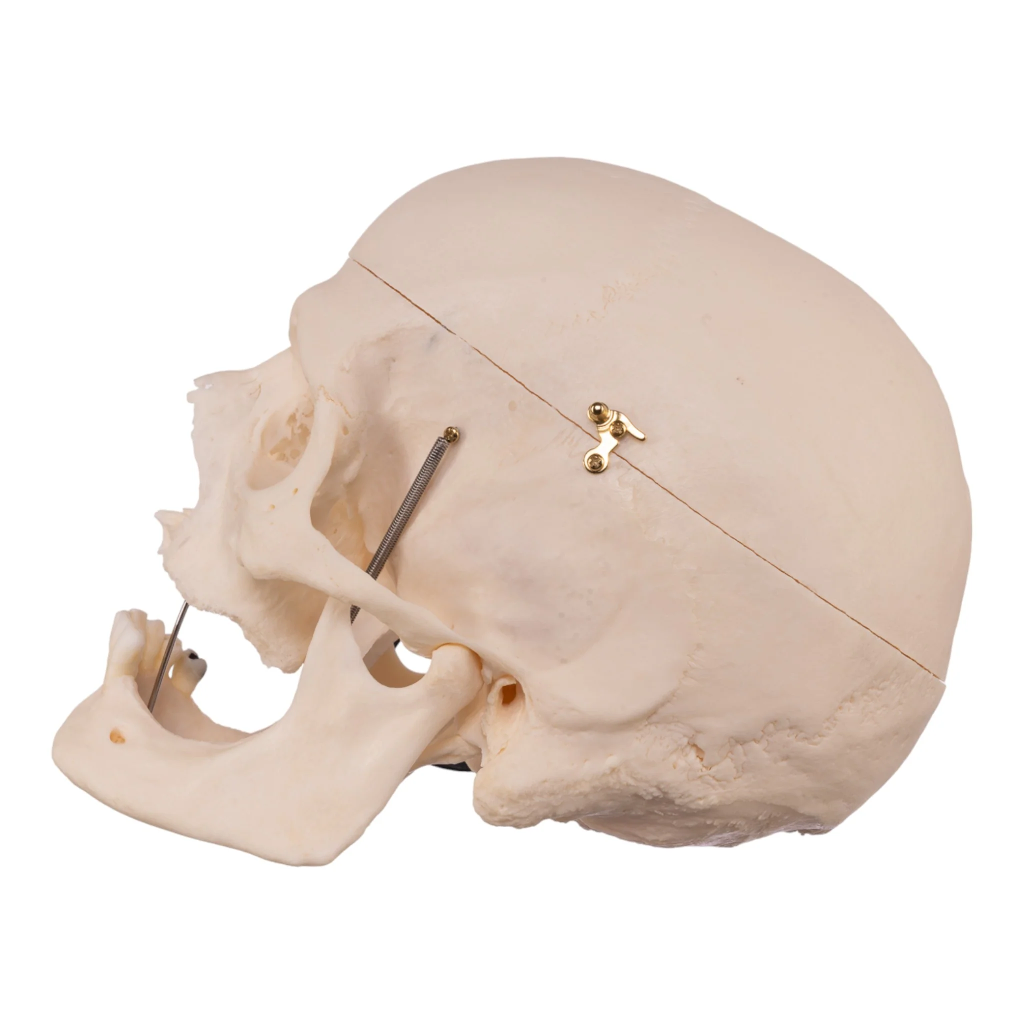 Real Research Quality Human Skull - Image 4