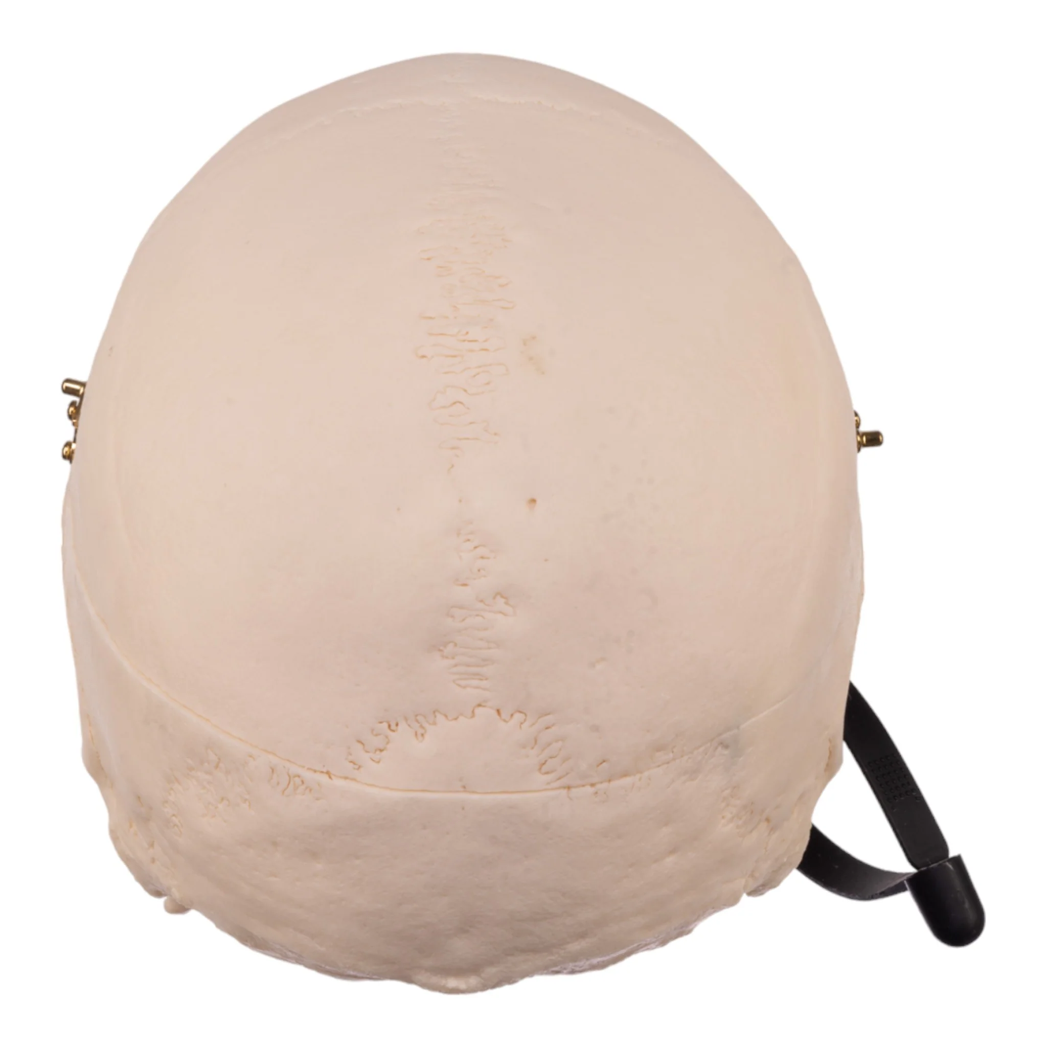 Real Research Quality Human Skull - Image 5