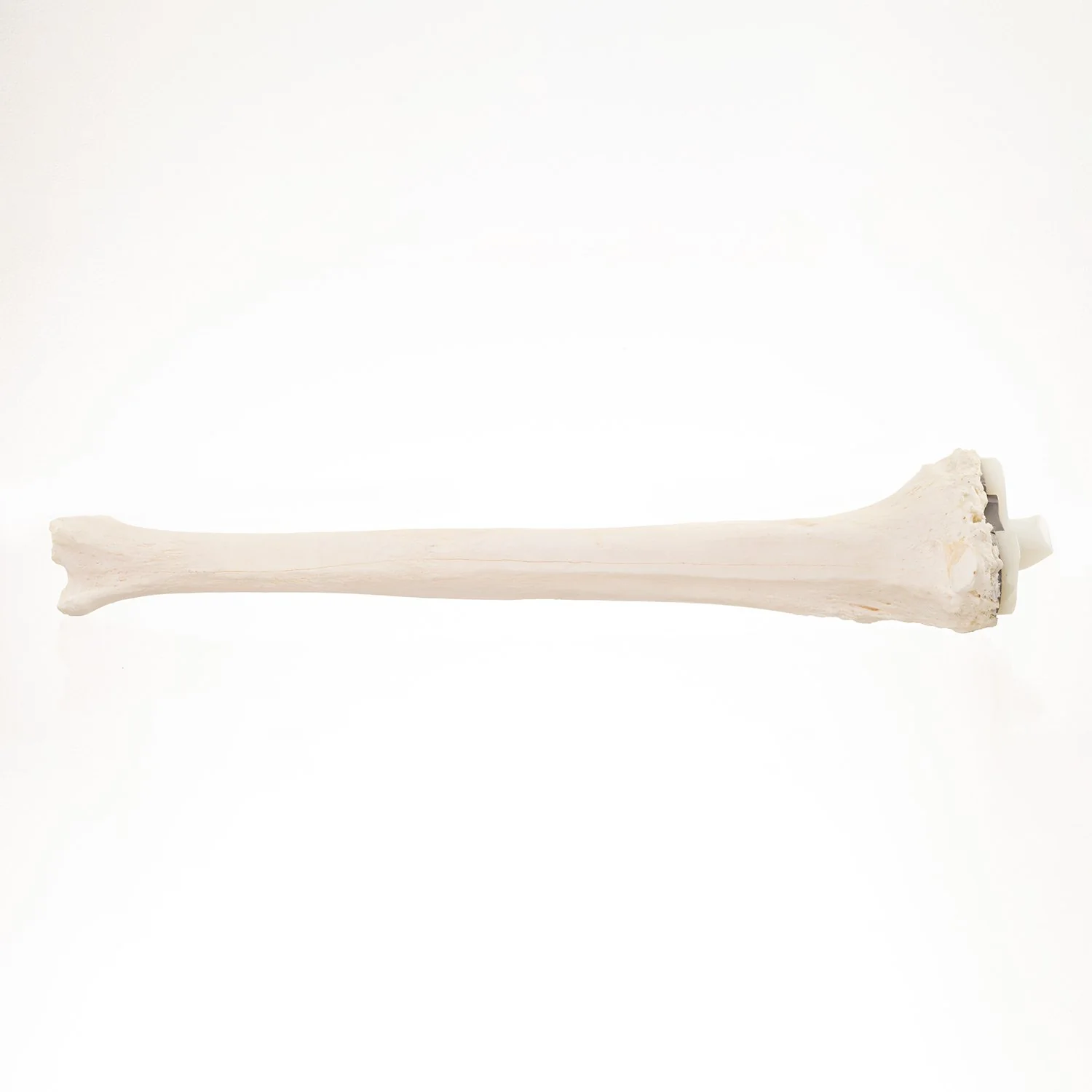 Real Research Quality Human Tibia - Image 2