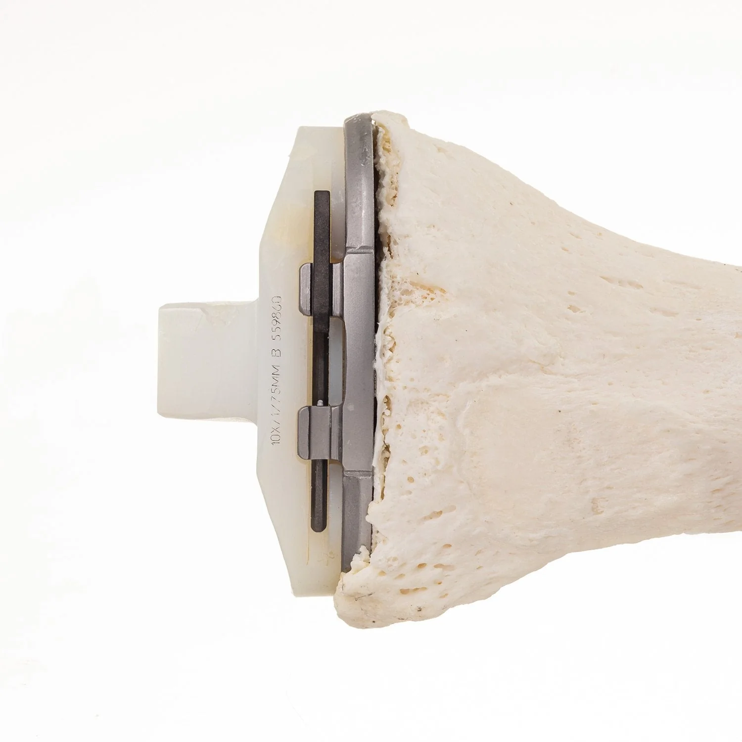 Real Research Quality Human Tibia - Image 3