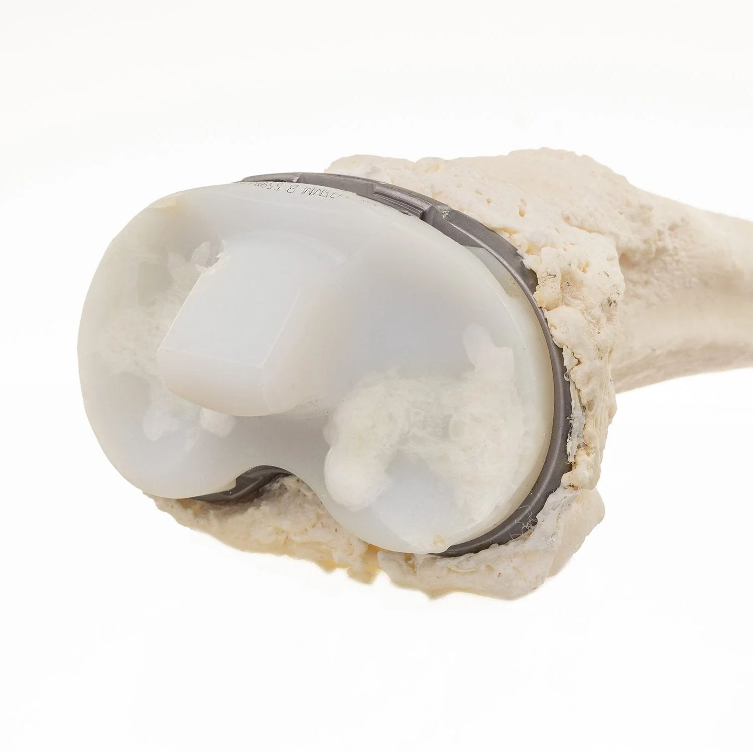 Real Research Quality Human Tibia - Image 5