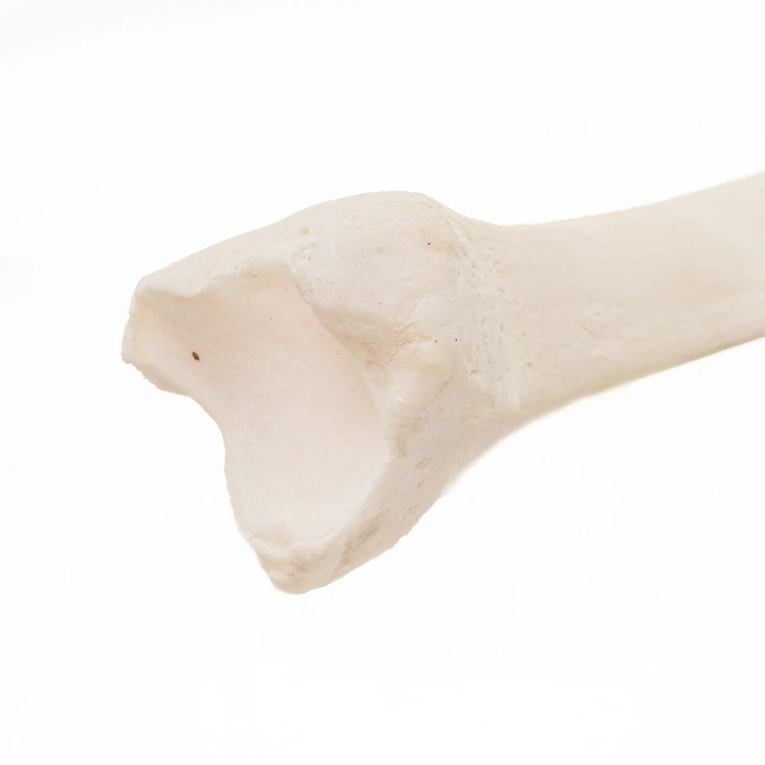 Real Research Quality Human Tibia - Image 6