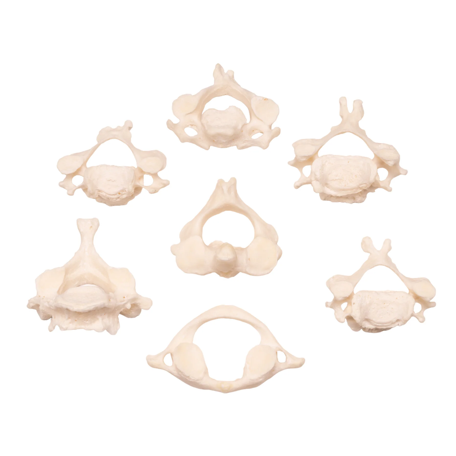 Real Research Quality Human Vertebrae - Image 16