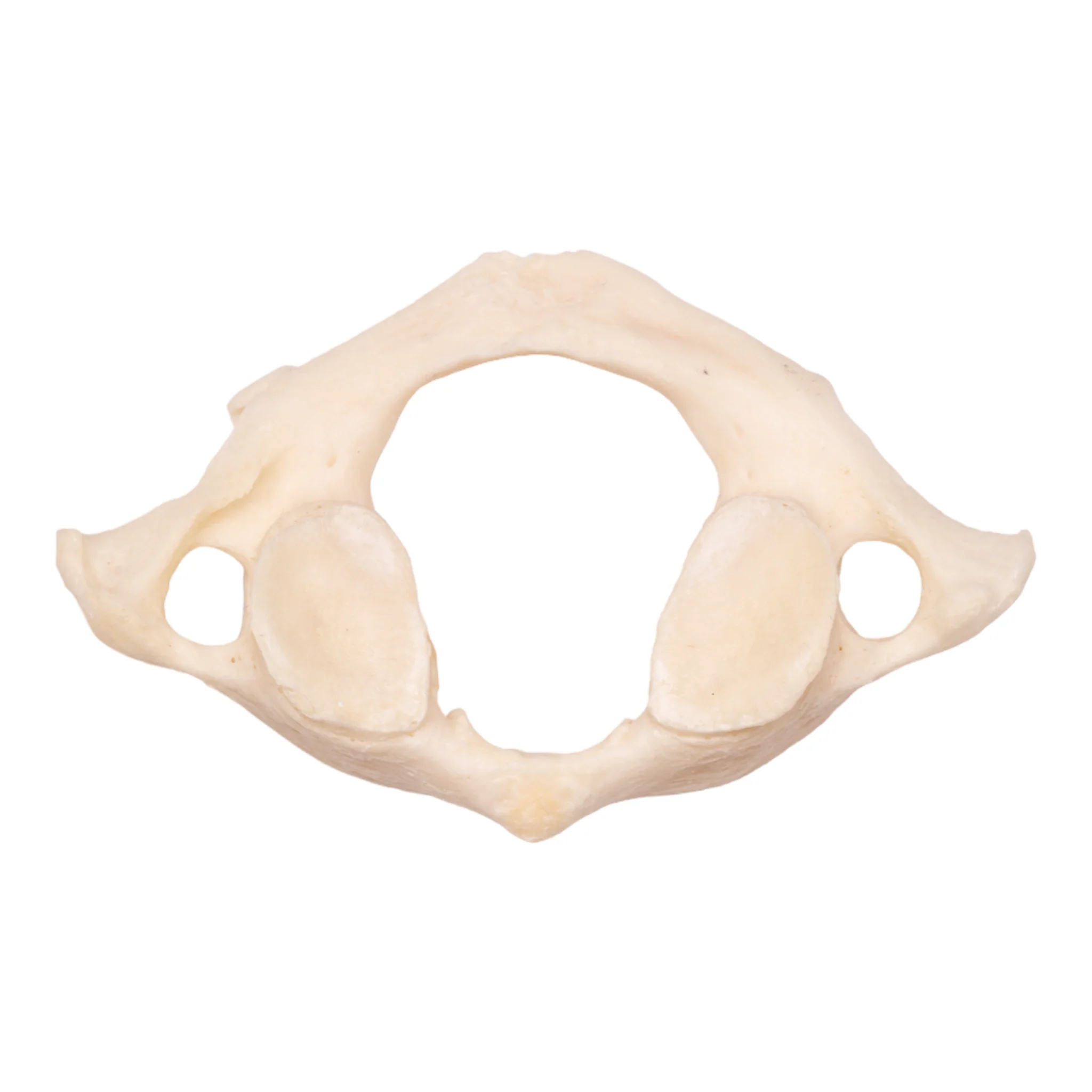 Real Research Quality Human Vertebrae - Image 4