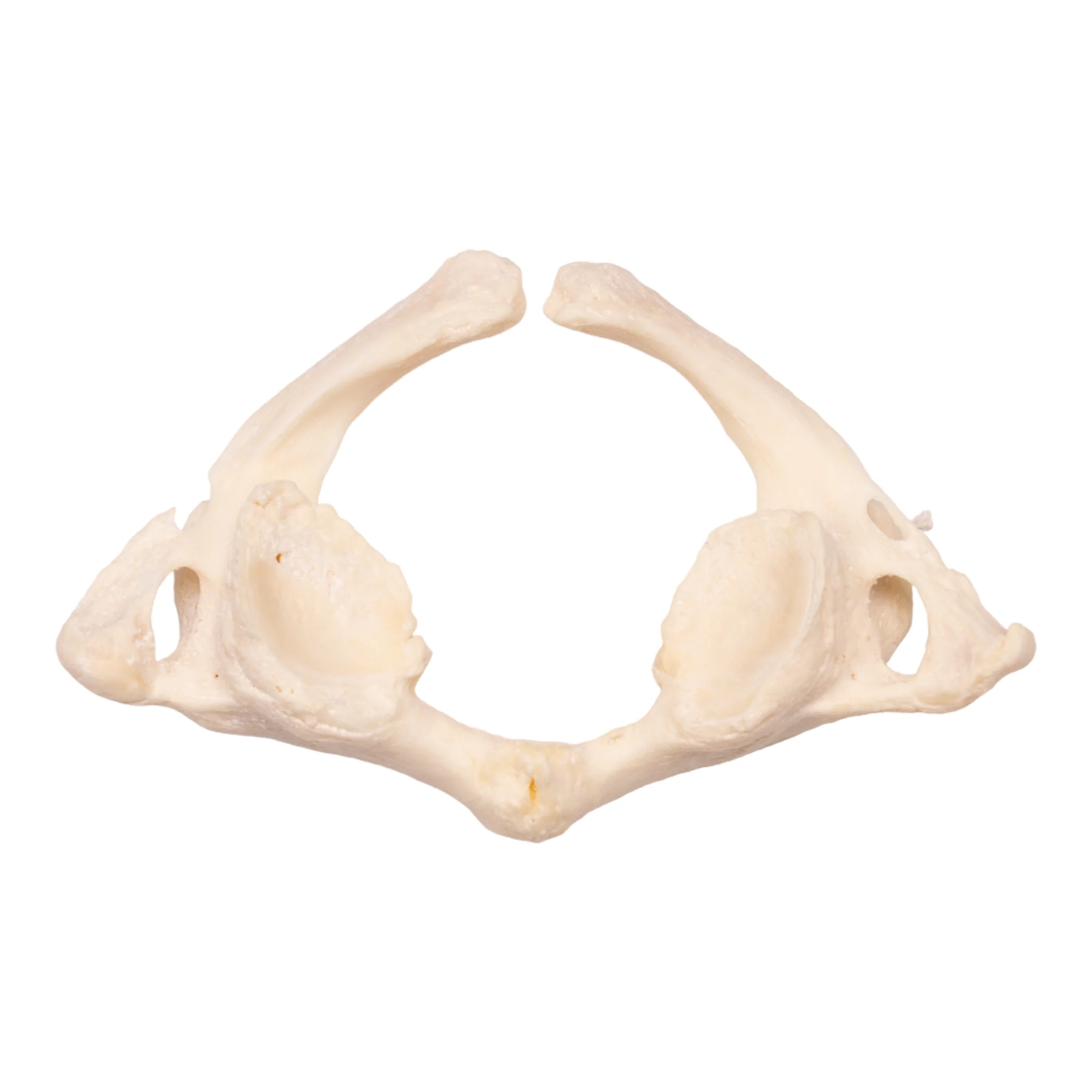 Real Research Quality Human Vertebrae - Image 5