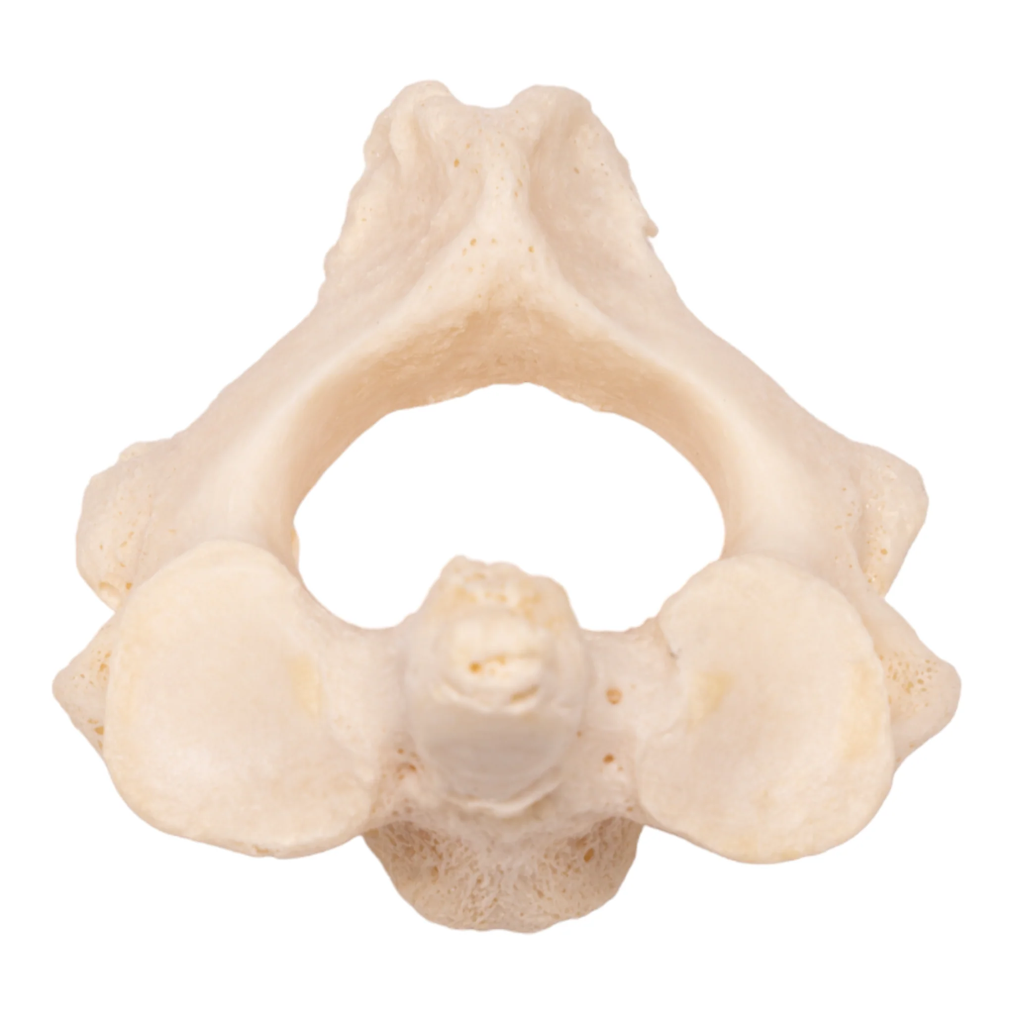 Real Research Quality Human Vertebrae - Image 6
