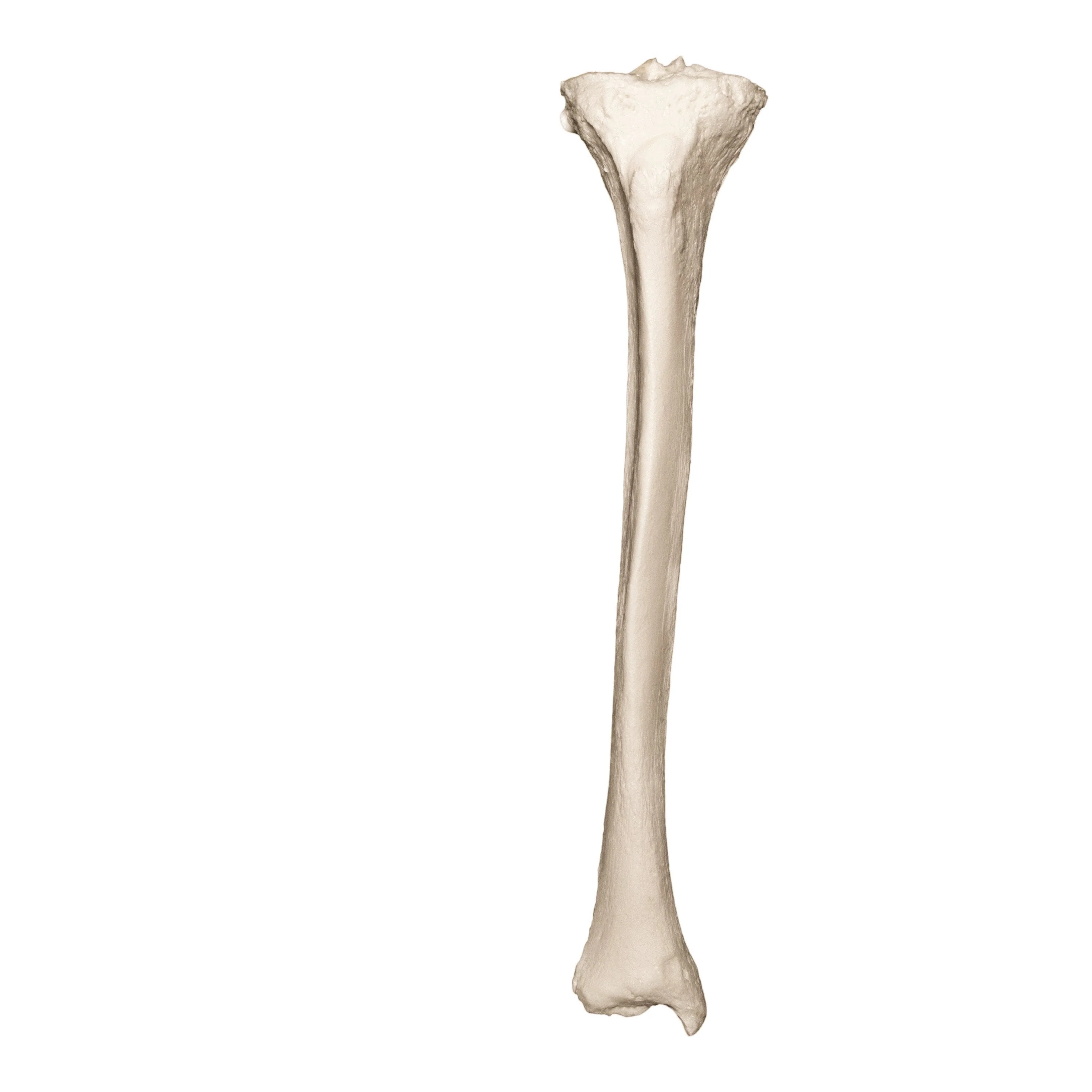 Real Research Quality Human Tibia