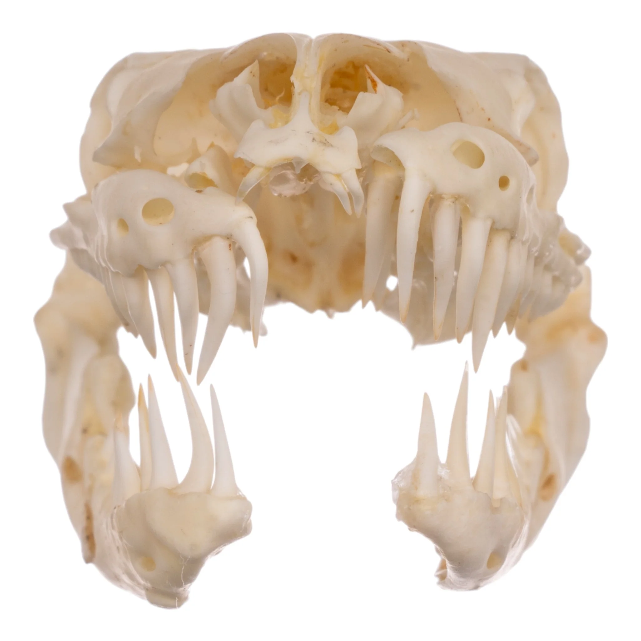 Real Reticulated Python Skull - Image 3